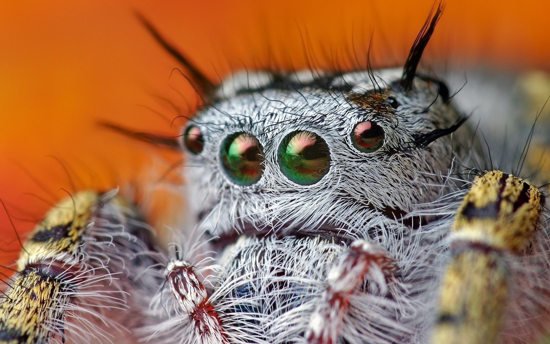 android macro, eyes, beautiful, spider, hairy