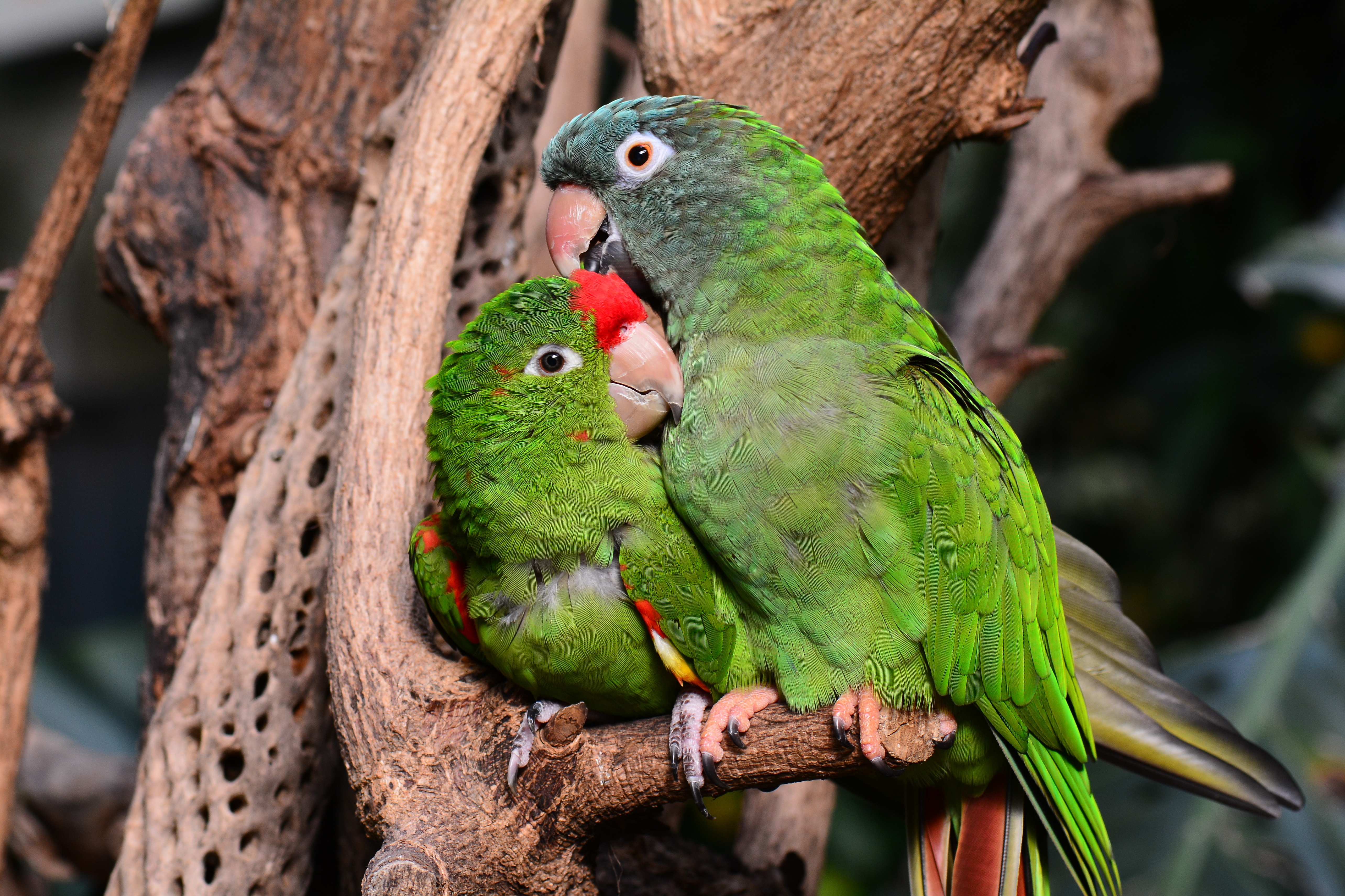 parrots, tenderness, pair, animals, couple, nice, care, nicely, amazon