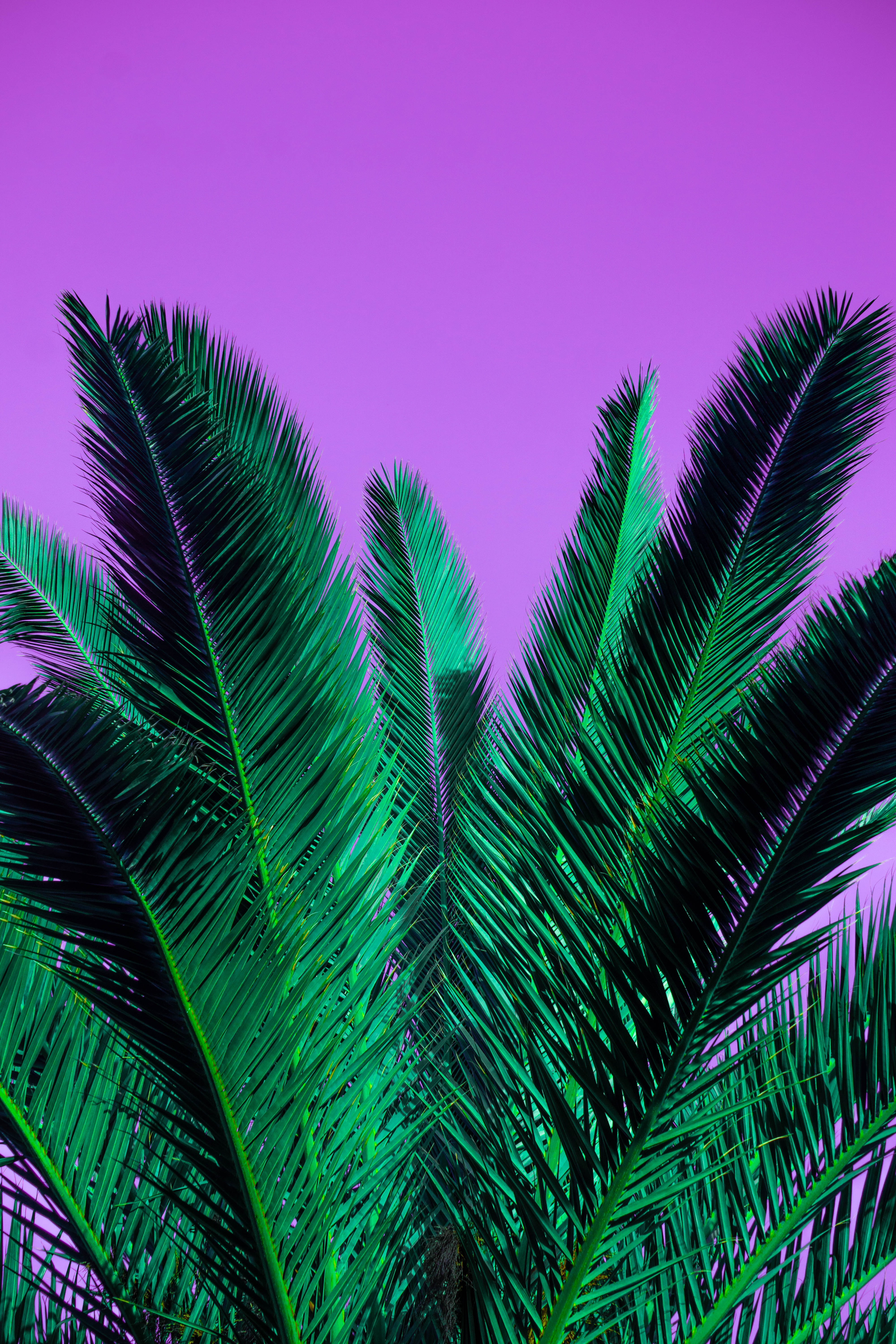 Download mobile wallpaper Palm, Branches, Branch, Leaves, Nature, Plant, Violet, Purple for free.