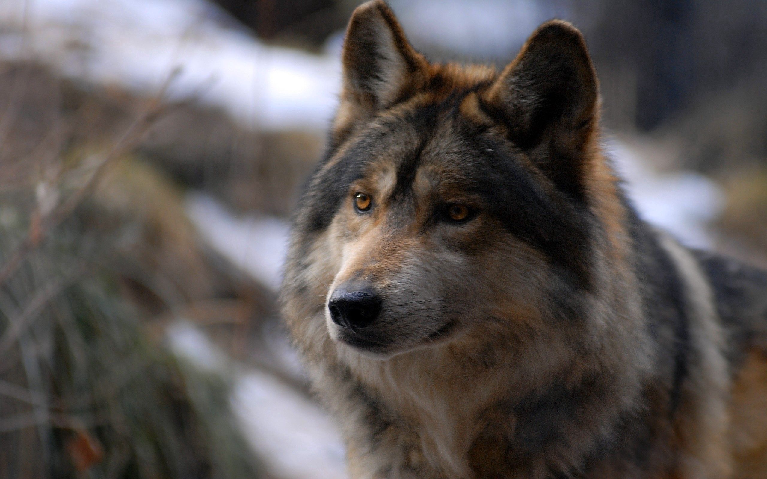 Laden Sie das Wild, Fleckig, Sicht, Meinung, Gefleckt, Tiere, Wolf-Bild kostenlos auf Ihren PC-Desktop herunter