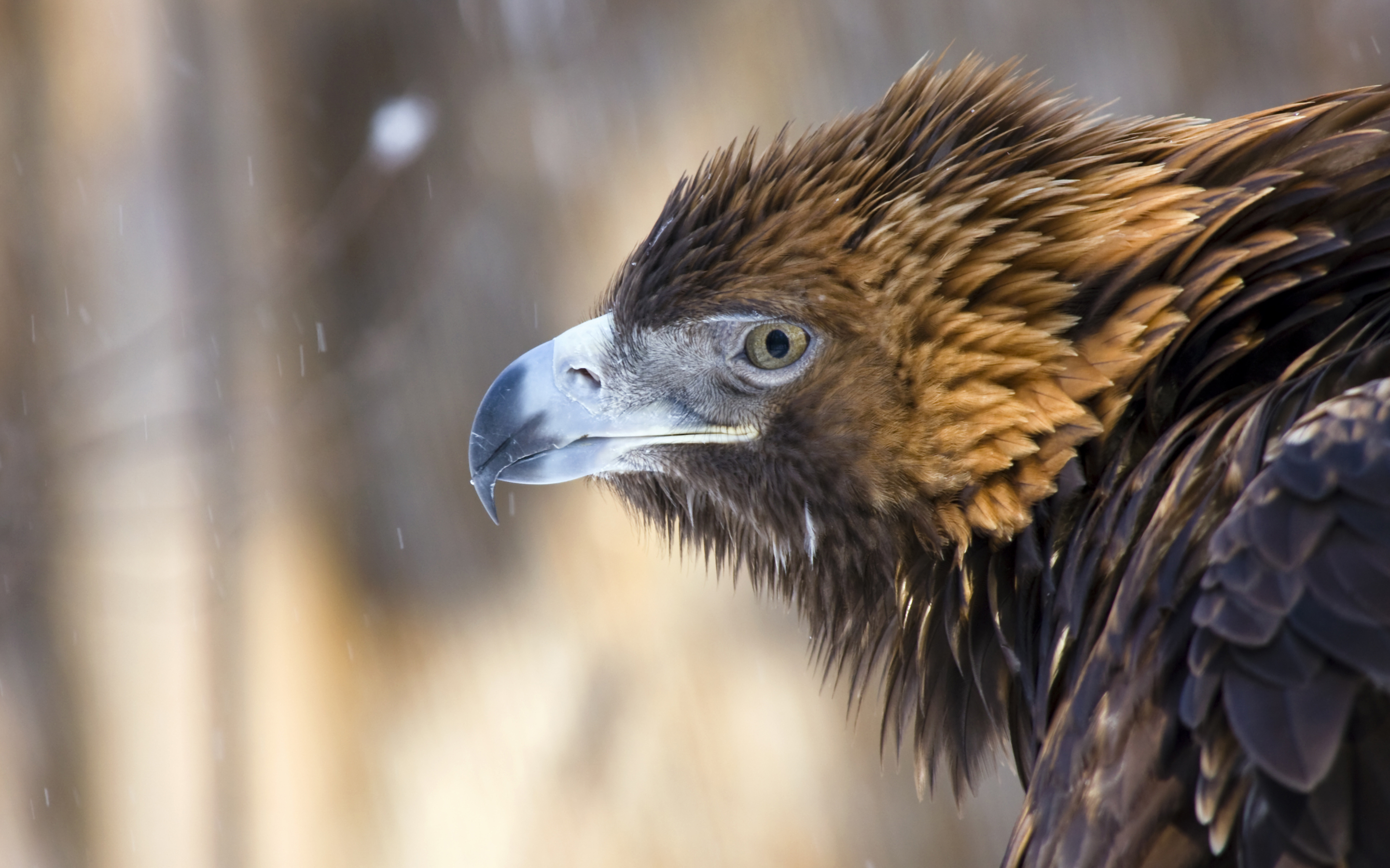 Колпачок на голове беркута. Колпачок с головы Беркута. Aguila real.