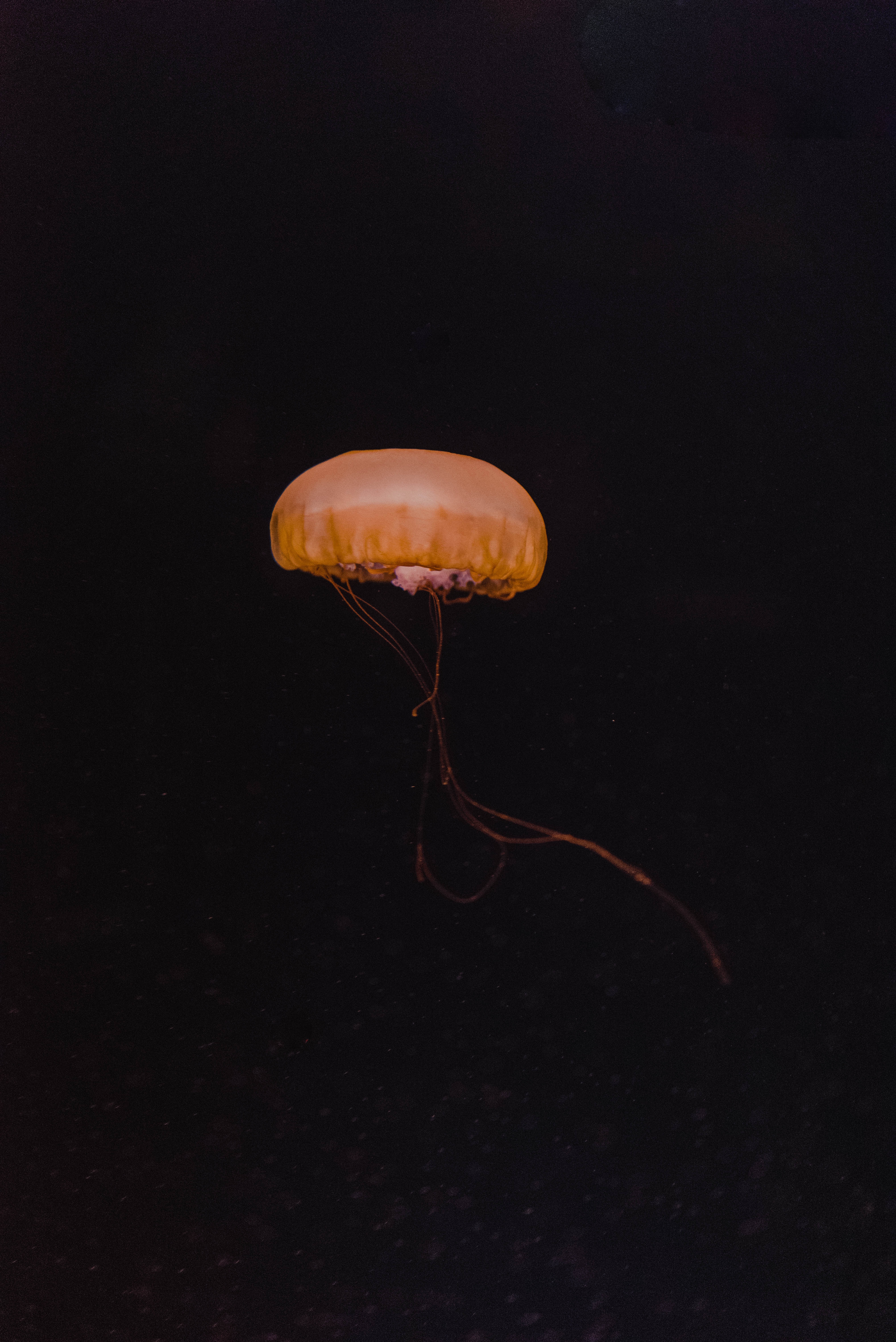 depth, jellyfish, yellow, dark, minimalism, underwater world Full HD