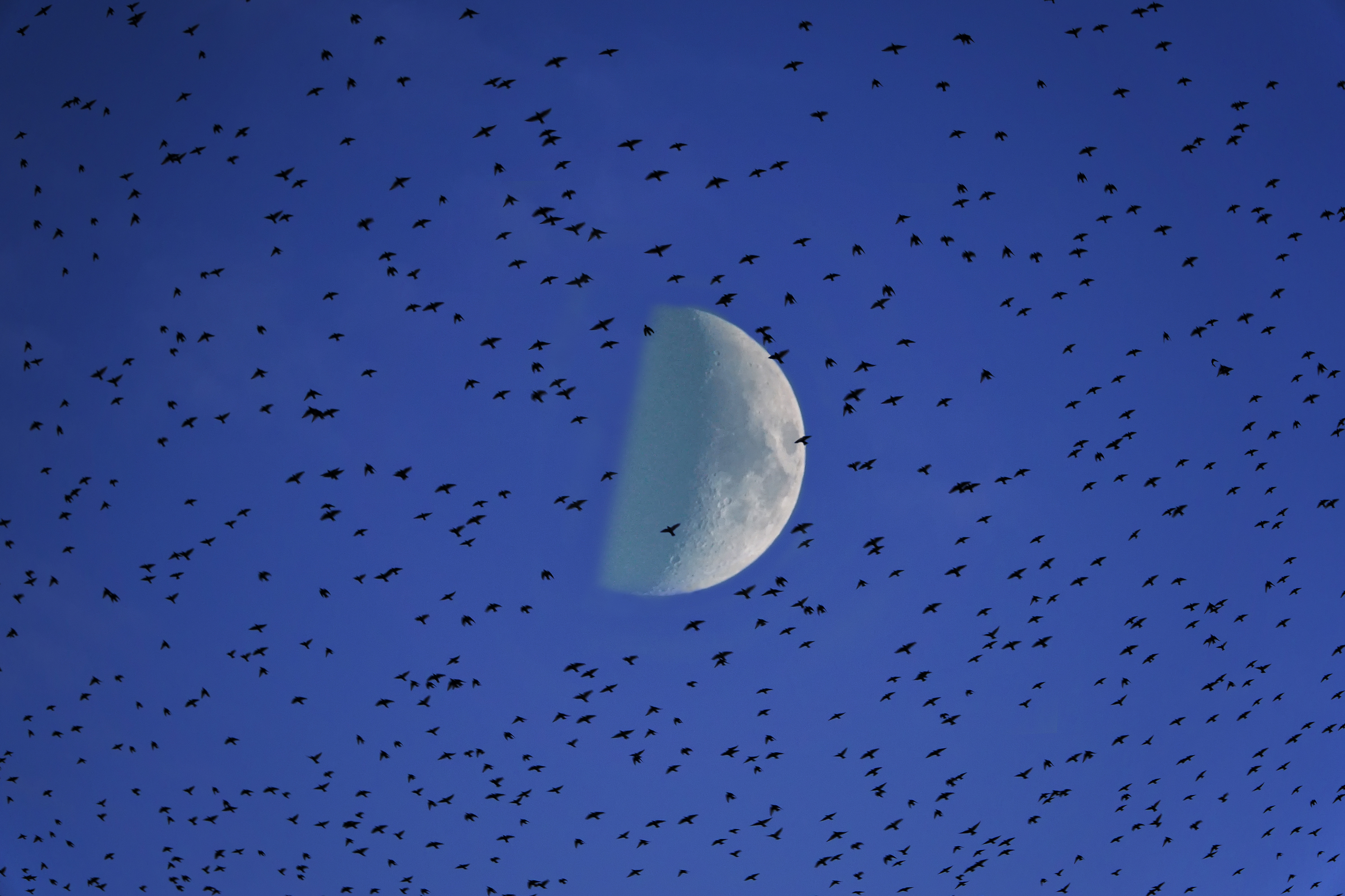 Download mobile wallpaper Flock, Sky, Nature, Birds, Moon for free.