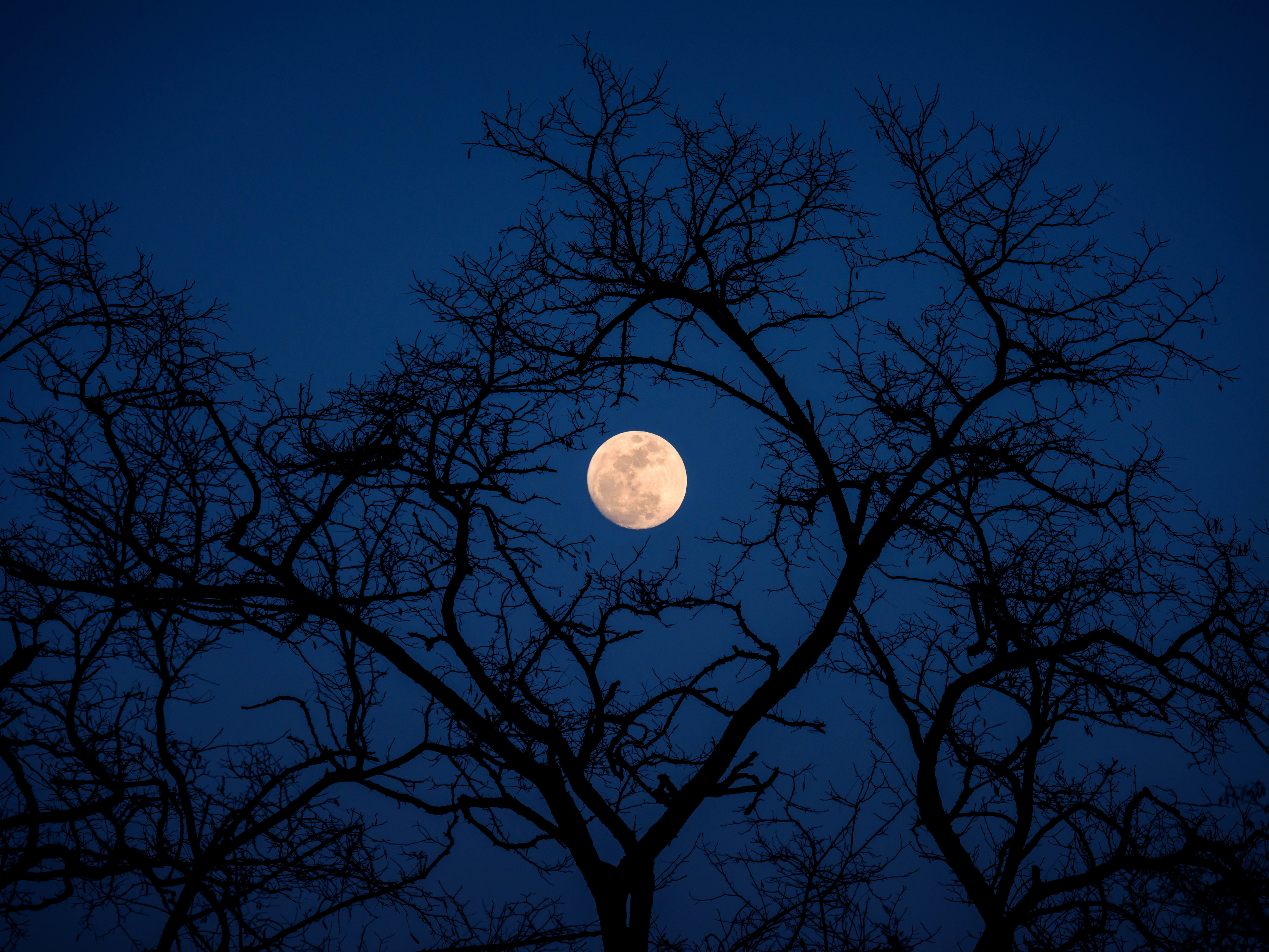 Луна сквозь деревья. Лунная ночь. Луна. Ночь полнолуния. Полная Луна.