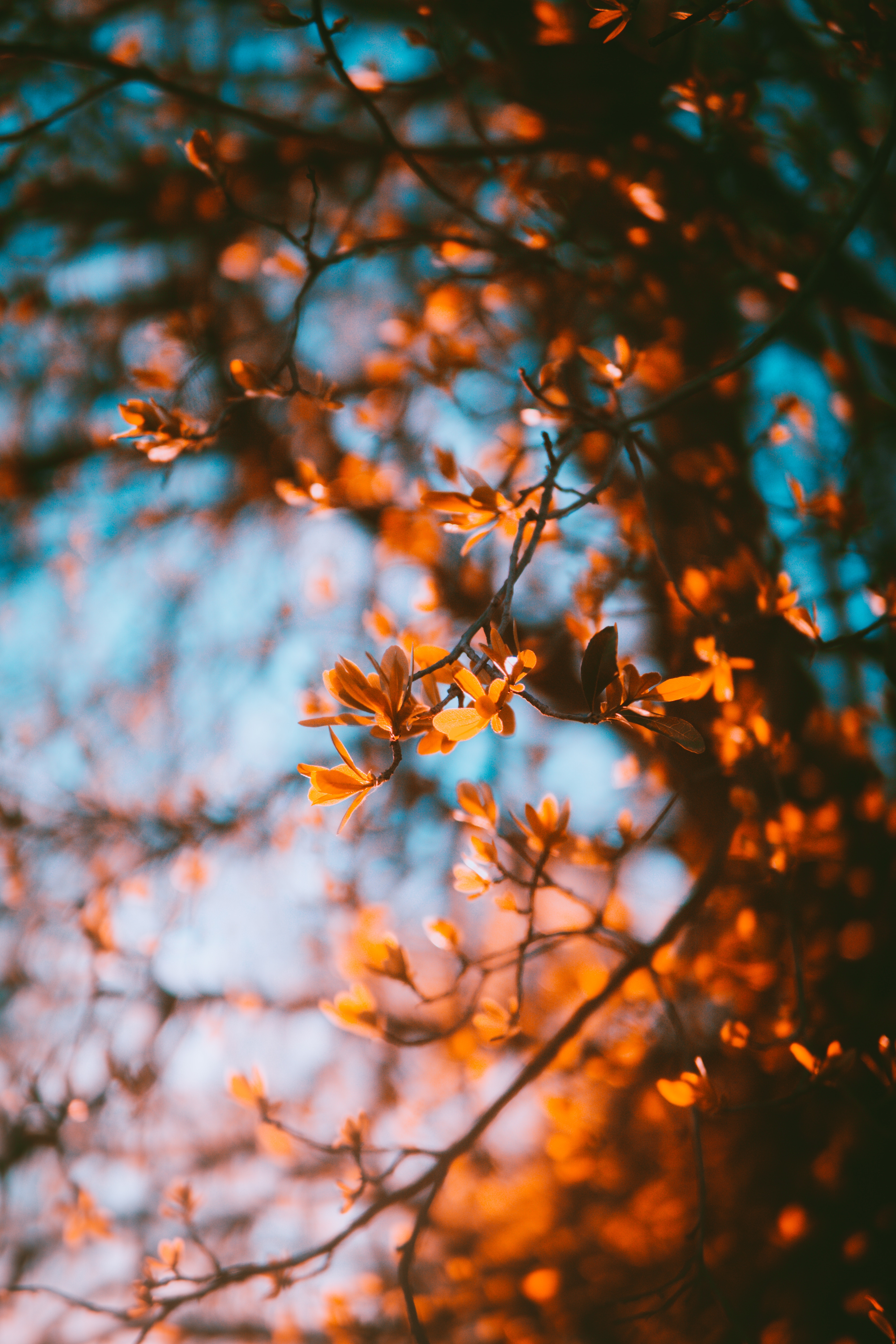 autumn, smooth, nature, leaves, blur, branches download HD wallpaper