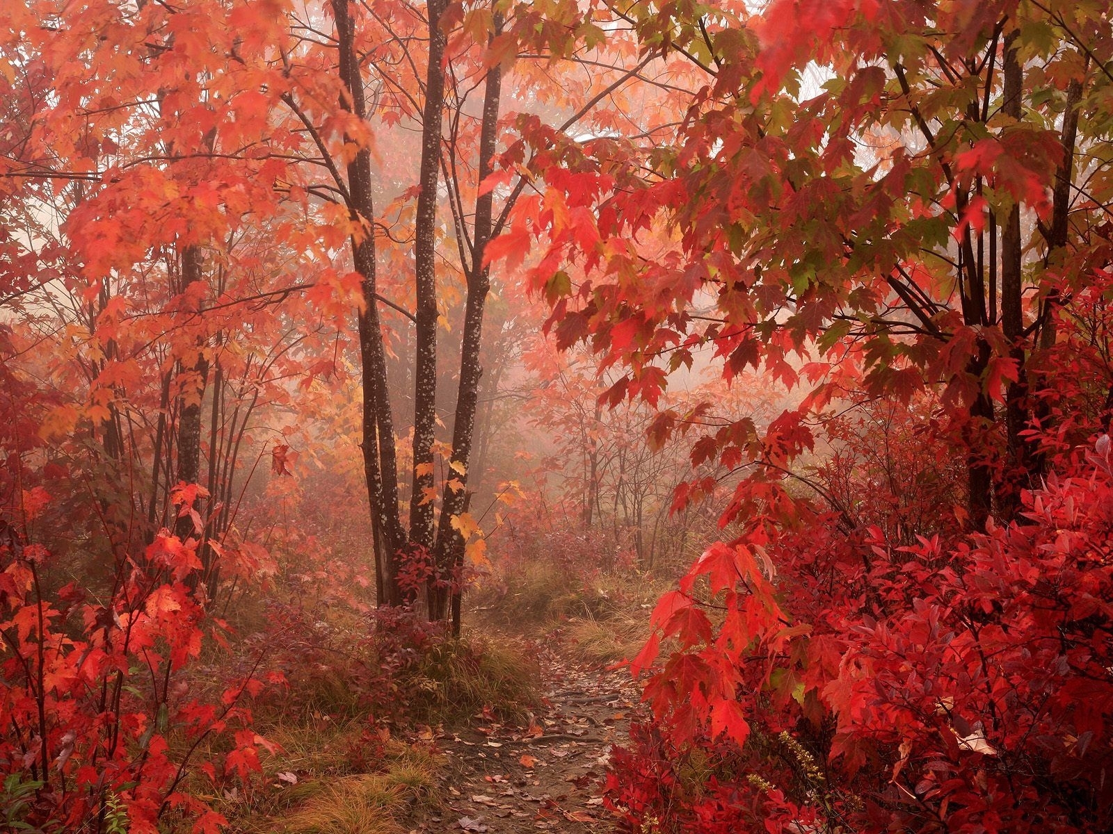 Laden Sie das Herbst, Landschaft, Bäume, Roads-Bild kostenlos auf Ihren PC-Desktop herunter