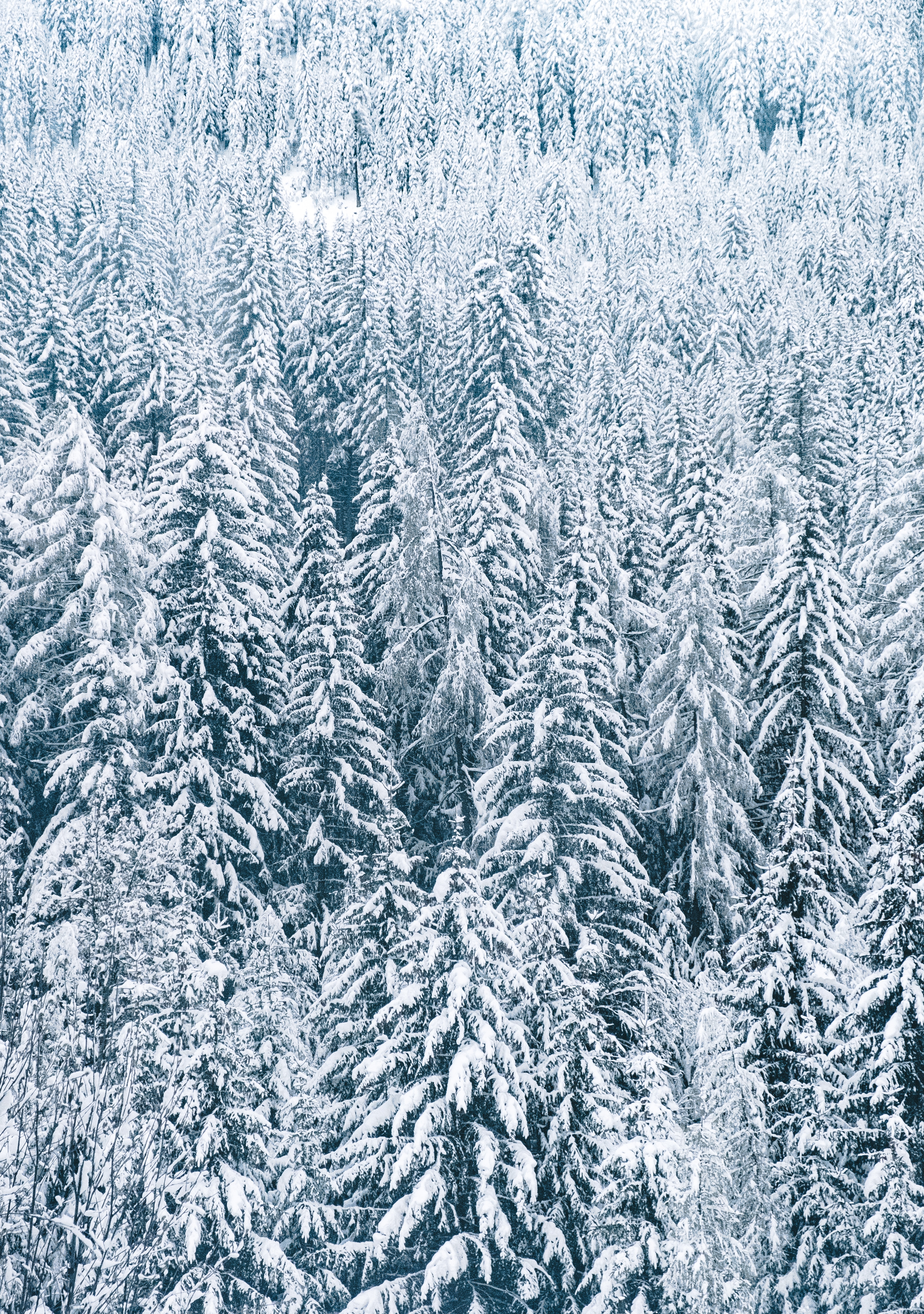 Скачать обои бесплатно Снег, Лес, Природа, Деревья, Елки, Зима картинка на рабочий стол ПК