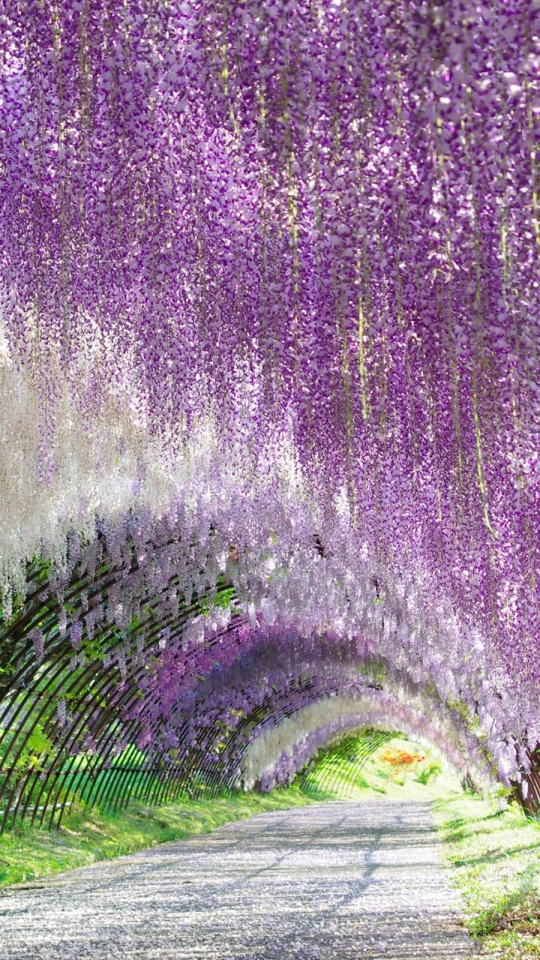 免费下载花卉, 花, 隧道, 紫藤, 白色的花, 紫花, 自然, 地球手机壁纸。