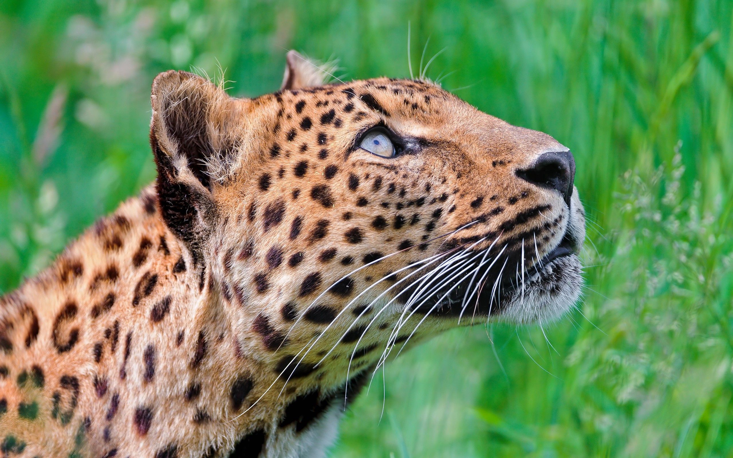 146403 télécharger l'image animaux, herbe, jaguar, léopard, flâner, promenade - fonds d'écran et économiseurs d'écran gratuits