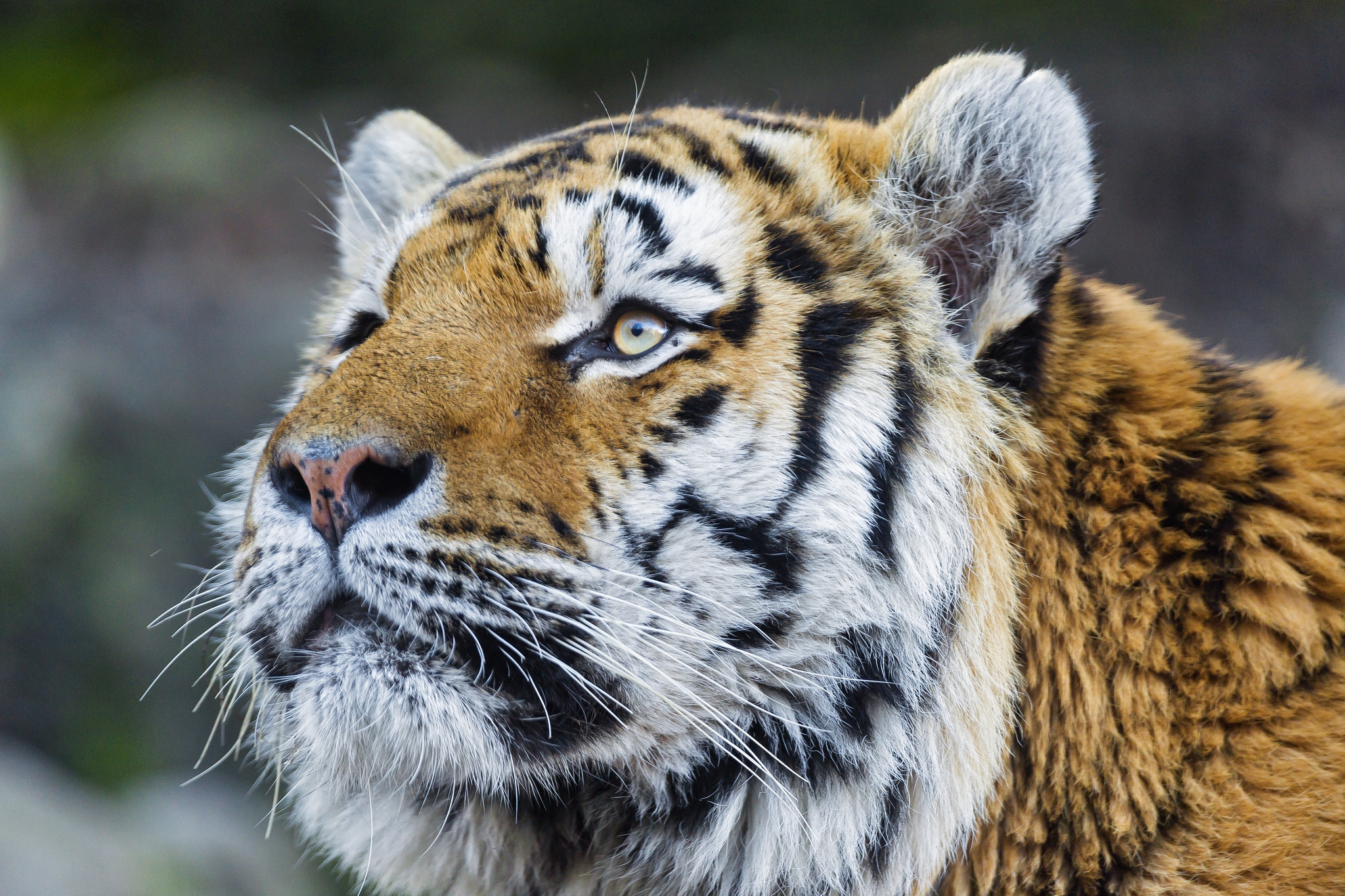 Download mobile wallpaper Fat, Thick, Muzzle, Animals, Tiger for free.