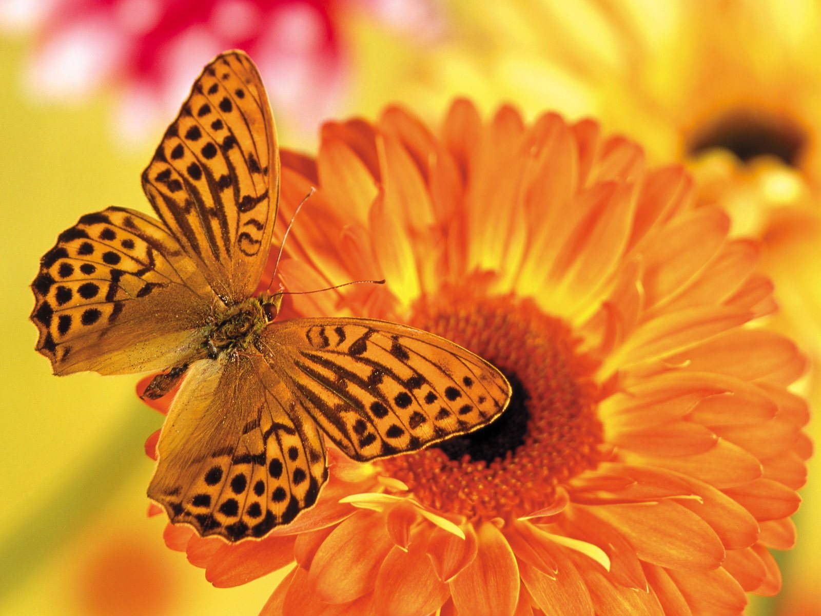 butterflies, insects, orange desktop HD wallpaper