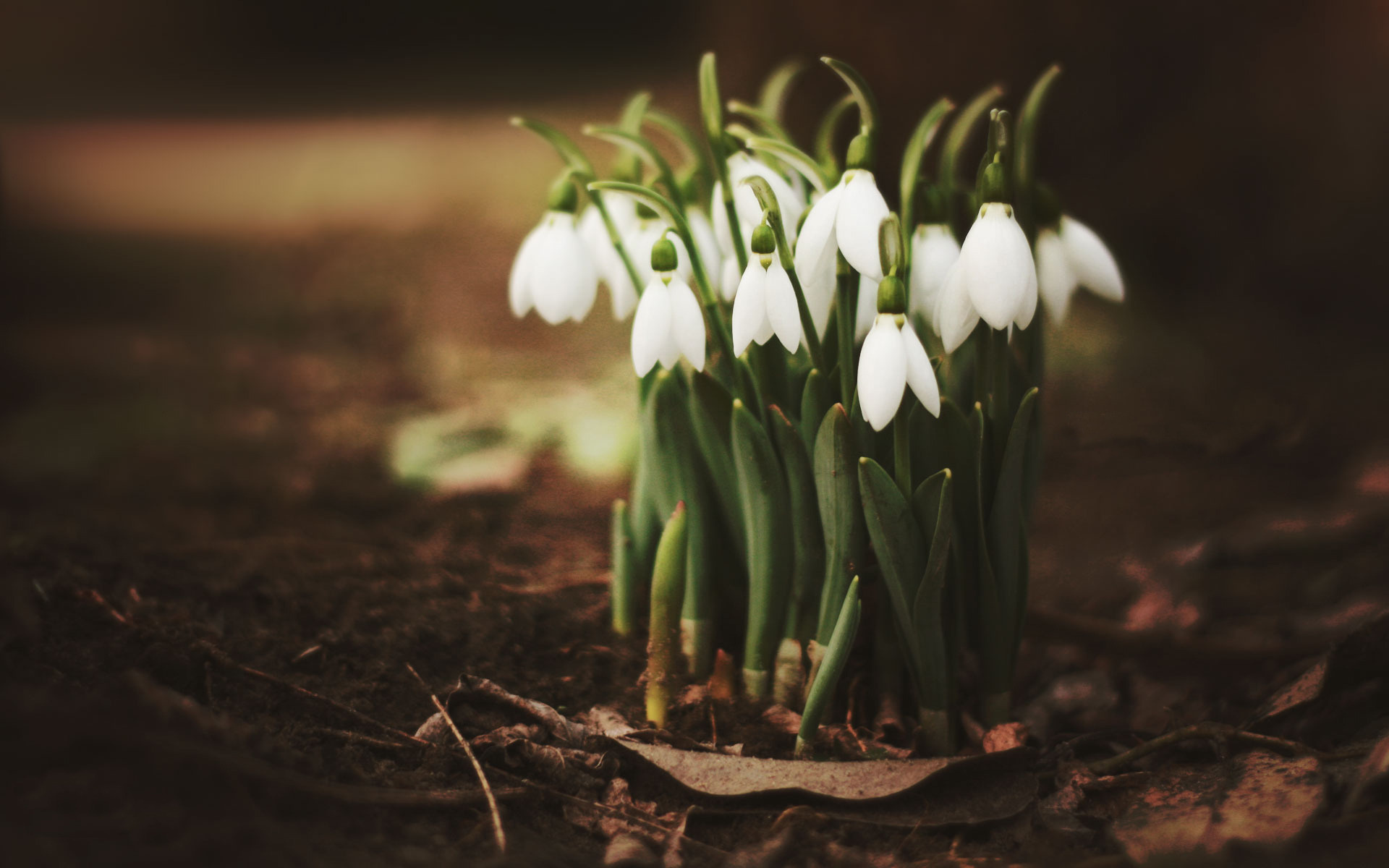 android plants, flowers, snowdrops