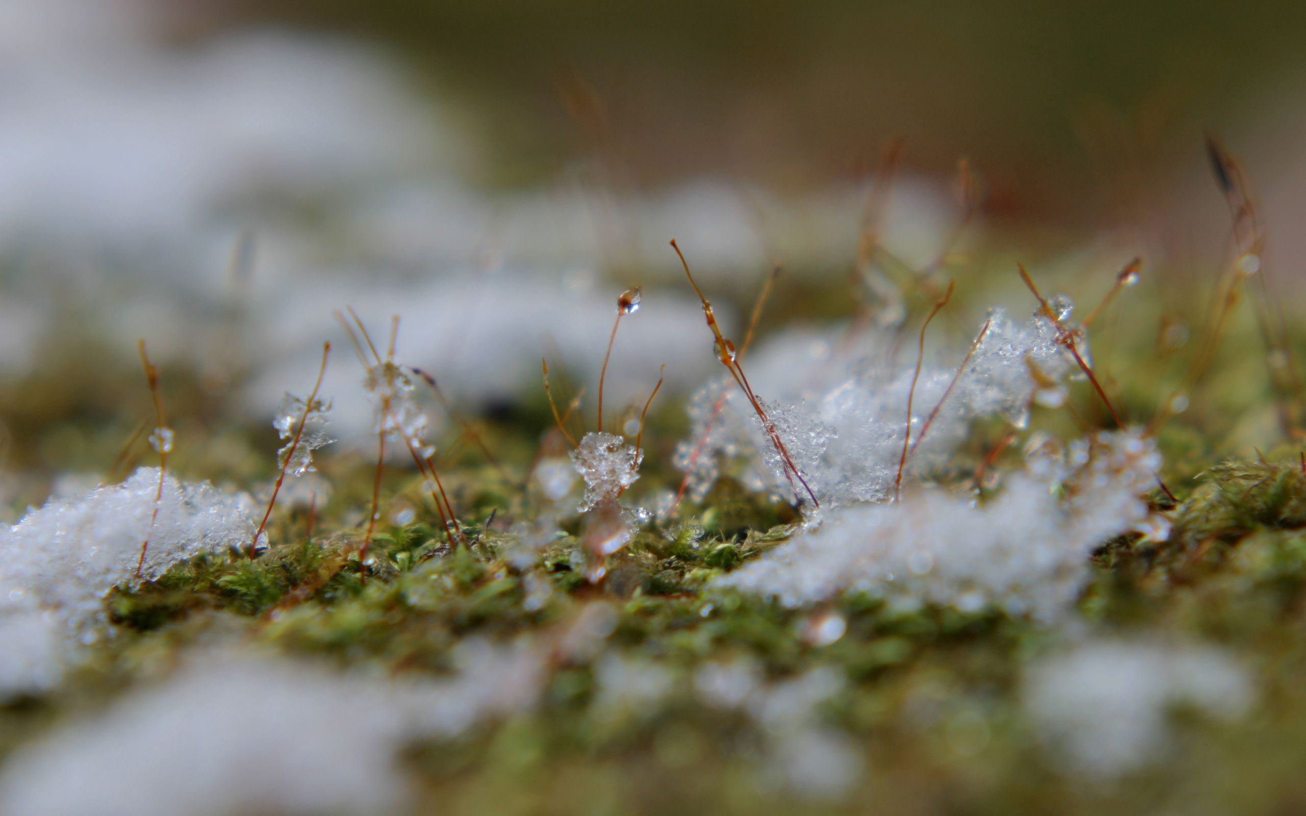 131550壁紙のダウンロード草, 雪, 大きい, マクロ, 表面, 春, 泥, 垢-スクリーンセーバーと写真を無料で