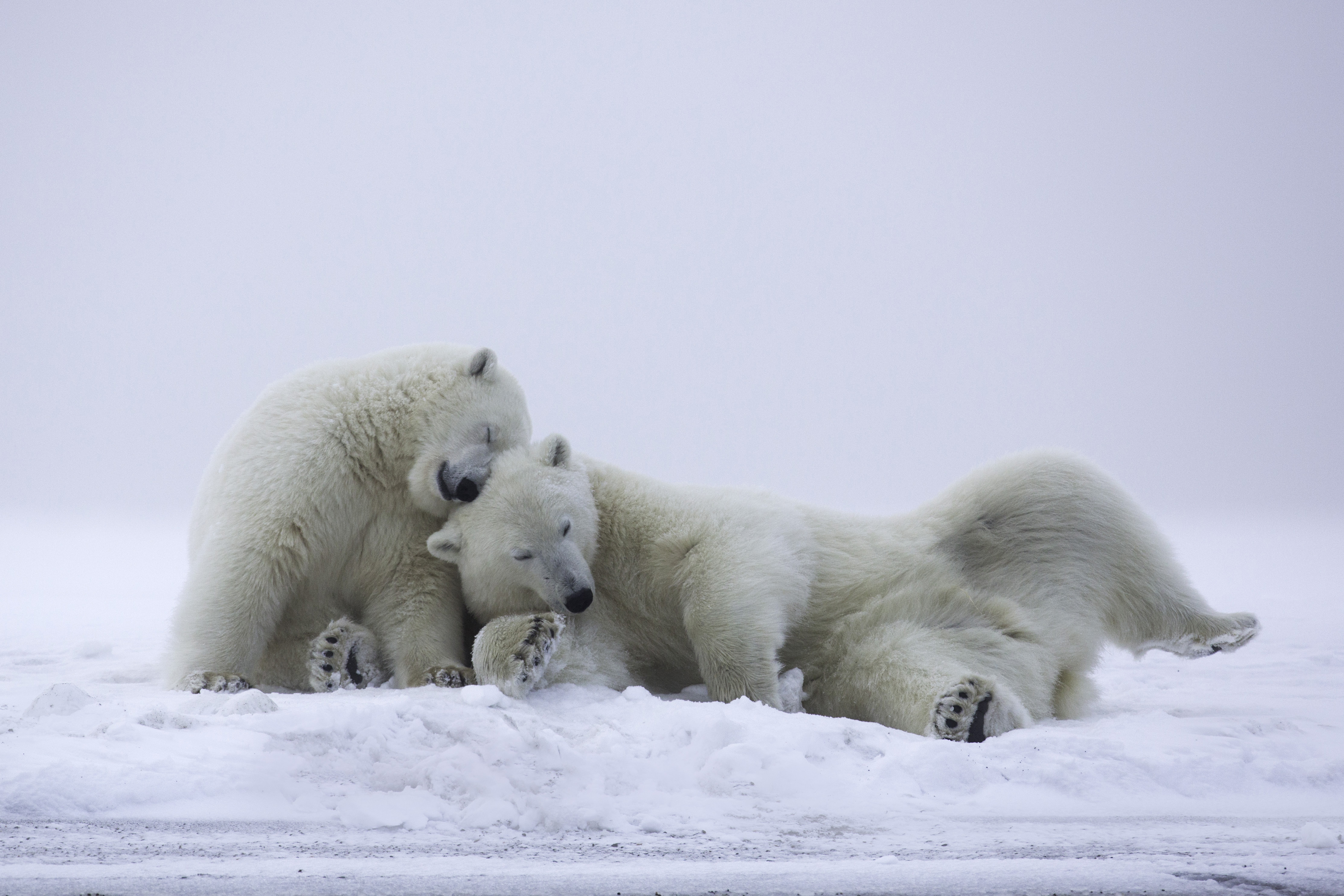 Free download wallpaper Snow, Bears, Love, Animal, Polar Bear on your PC desktop