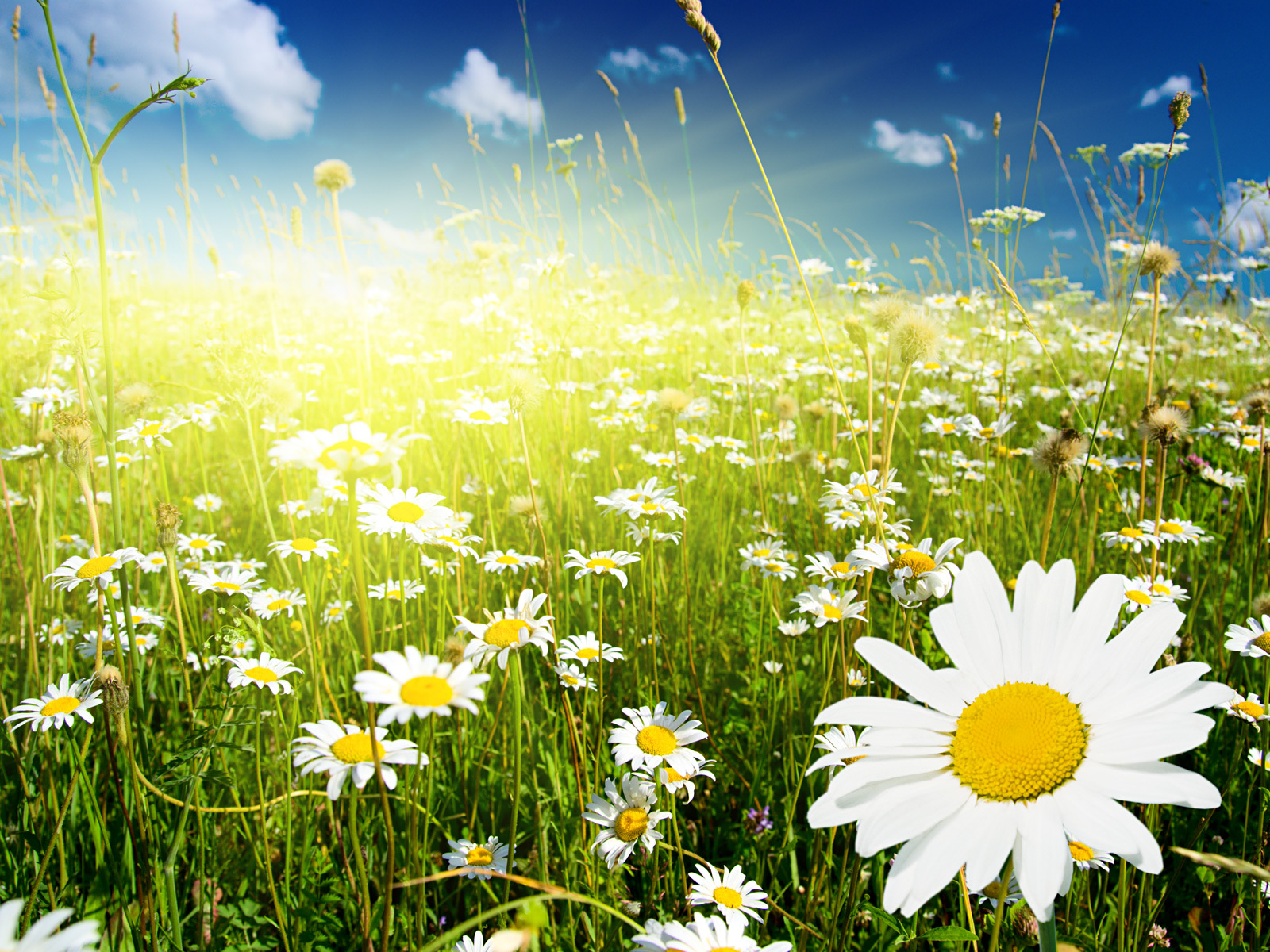 Download mobile wallpaper Plants, Camomile, Grass, Flowers for free.