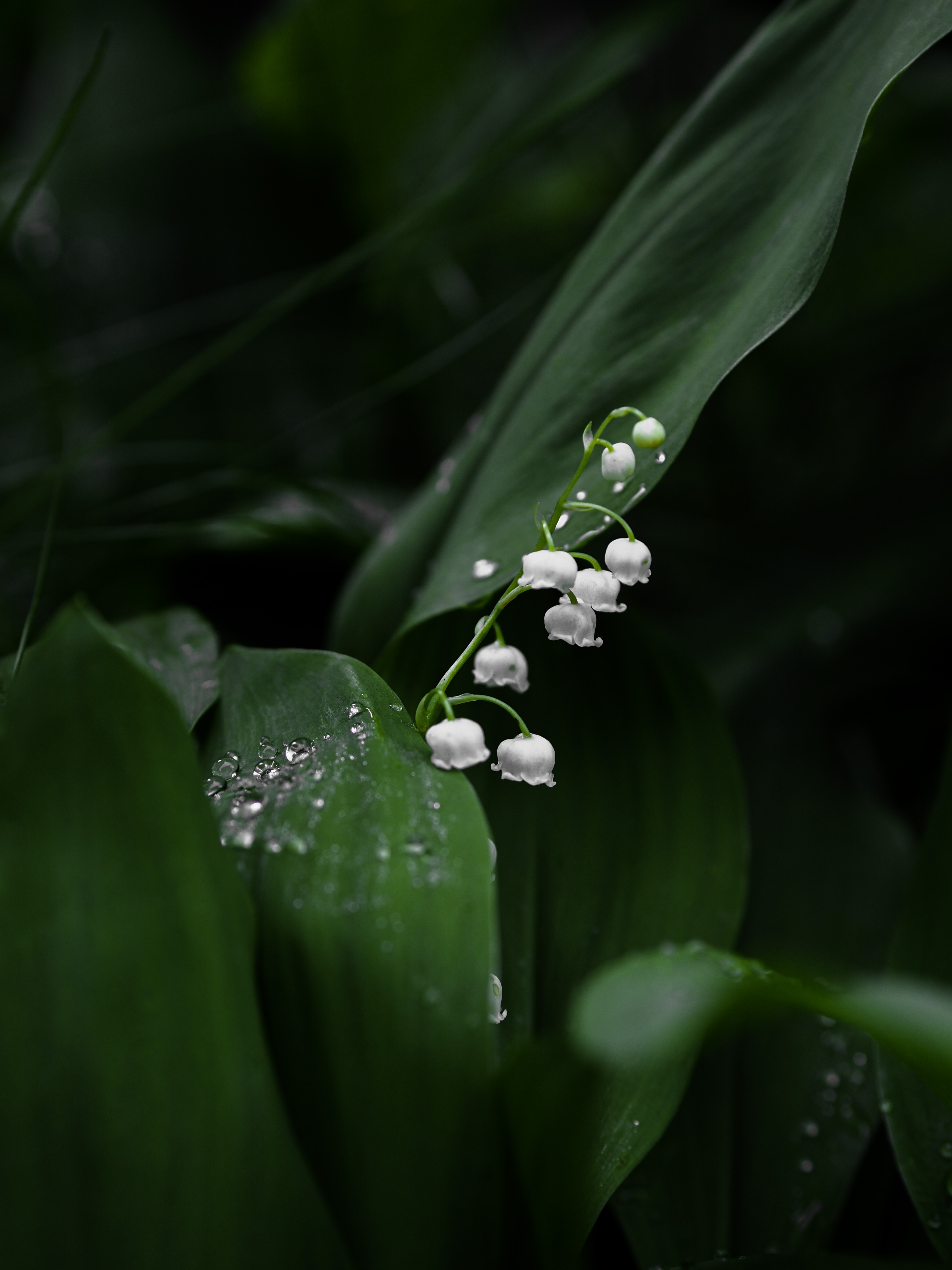 lily of the valley, flowers, leaves, flower, plant, macro for android
