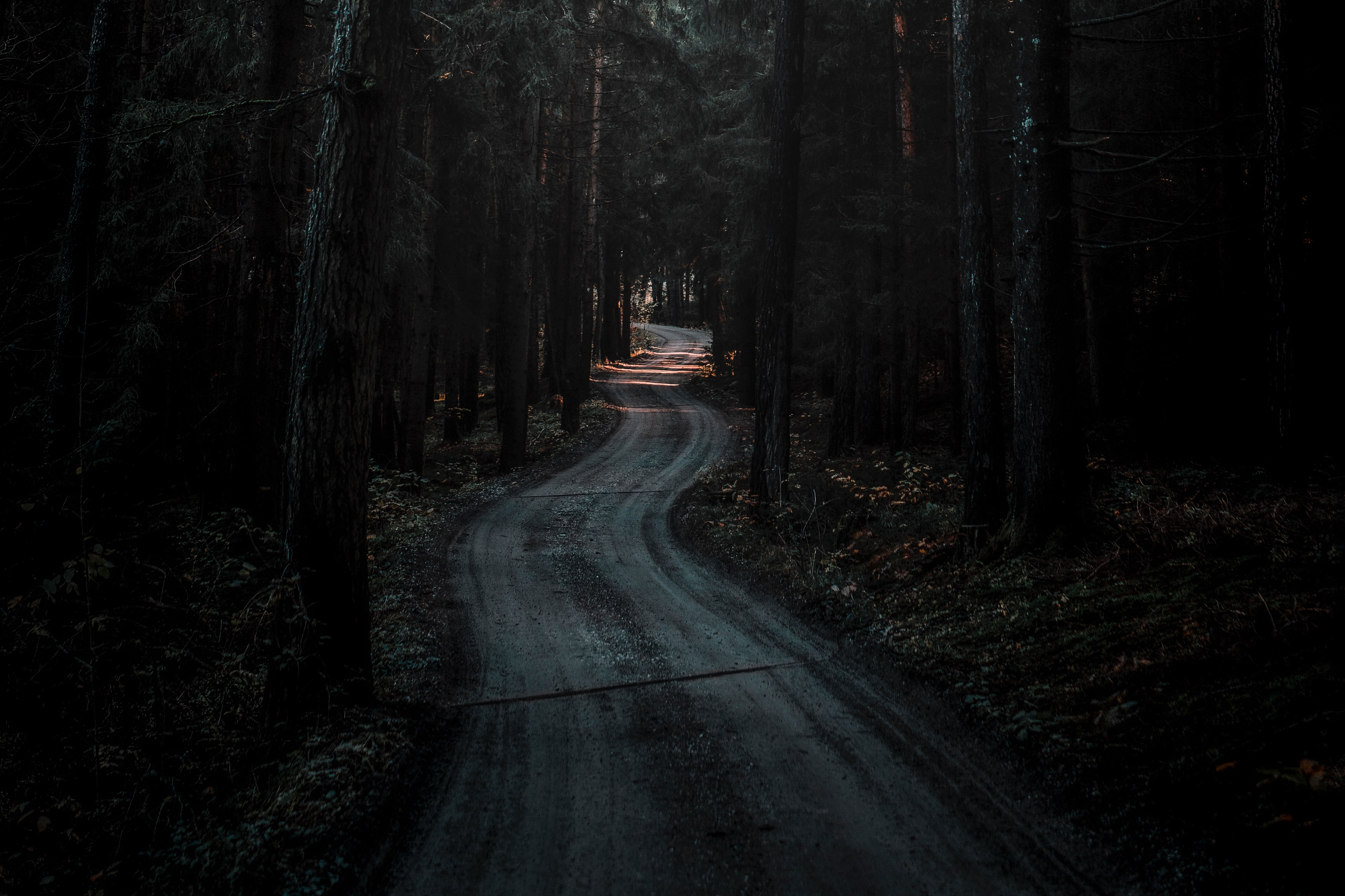 Free download wallpaper Nature, Road, Winding, Sinuous, Forest, Dark on your PC desktop