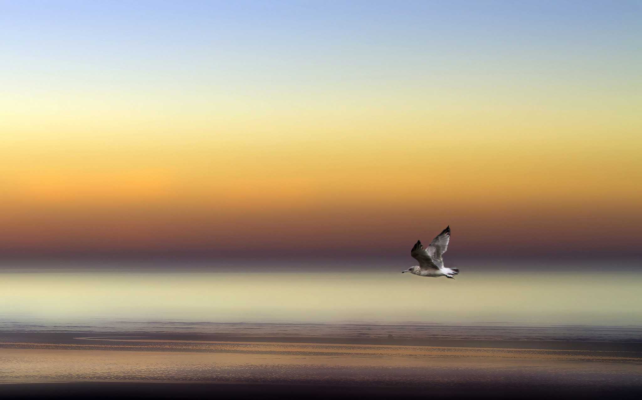 Птицы в небе. Заставка на экран компьютера летящего над морем дракона. Чайка на берегу моря стихи. Лазурная птица заставка для самсунг галакси.