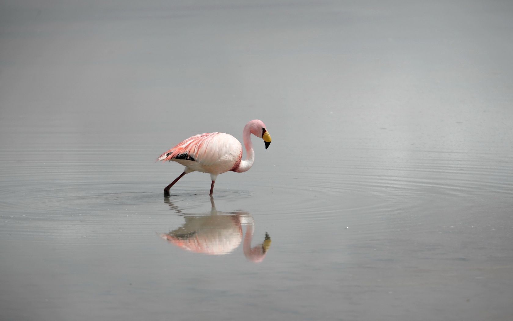 Free download wallpaper Animals, Water, Bird, Fog, Flamingo on your PC desktop