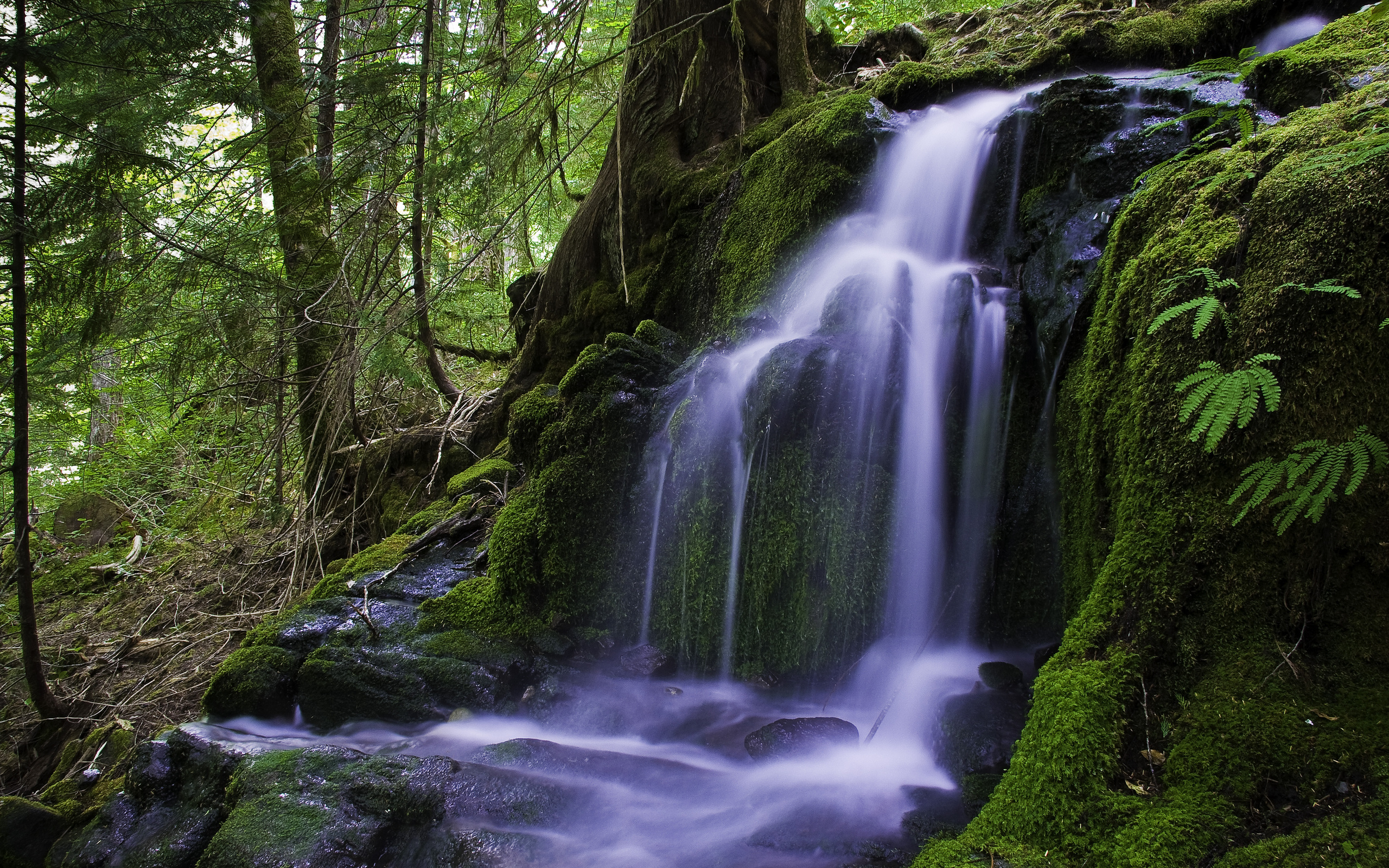 Меняющие обои на экран. Водопад Рамона Орегон. Водопад в лесу. Живая природа водопады. Красивые водопады.