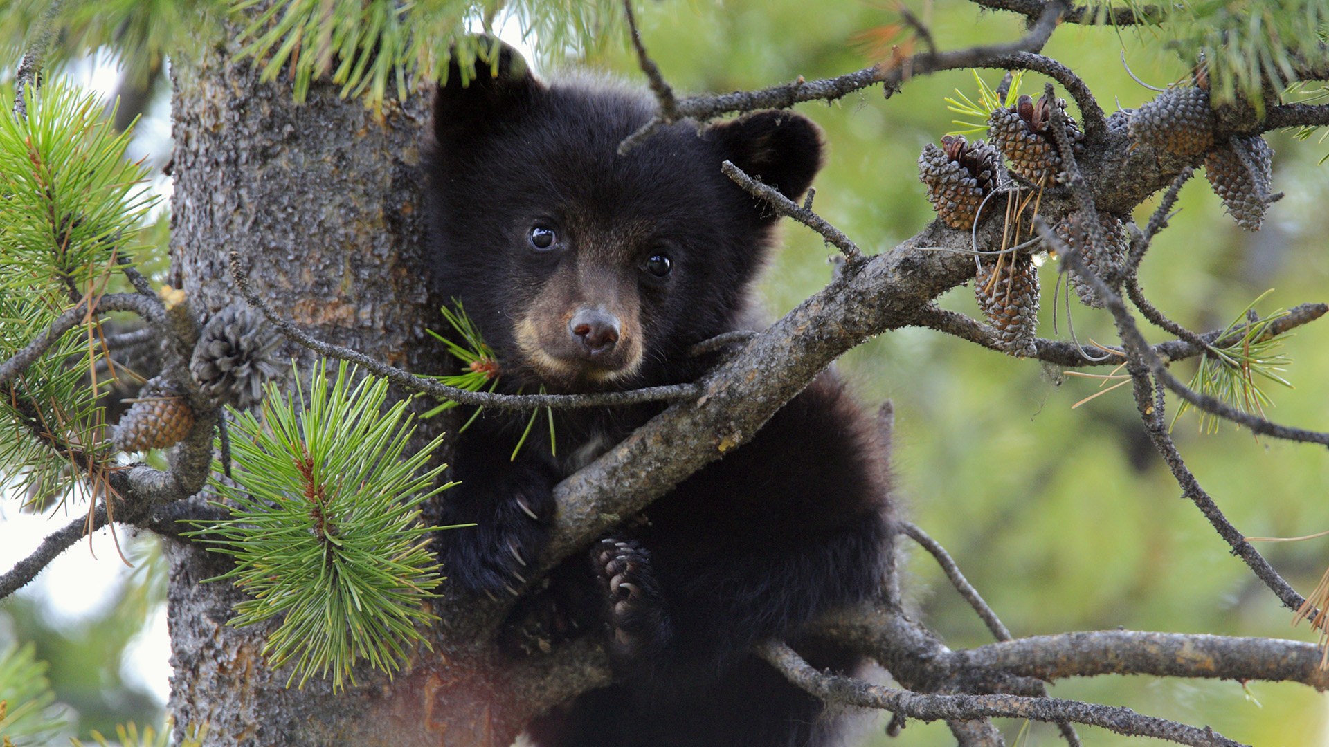 cub, animal, bear, baby animal, pine cone, pine, bears