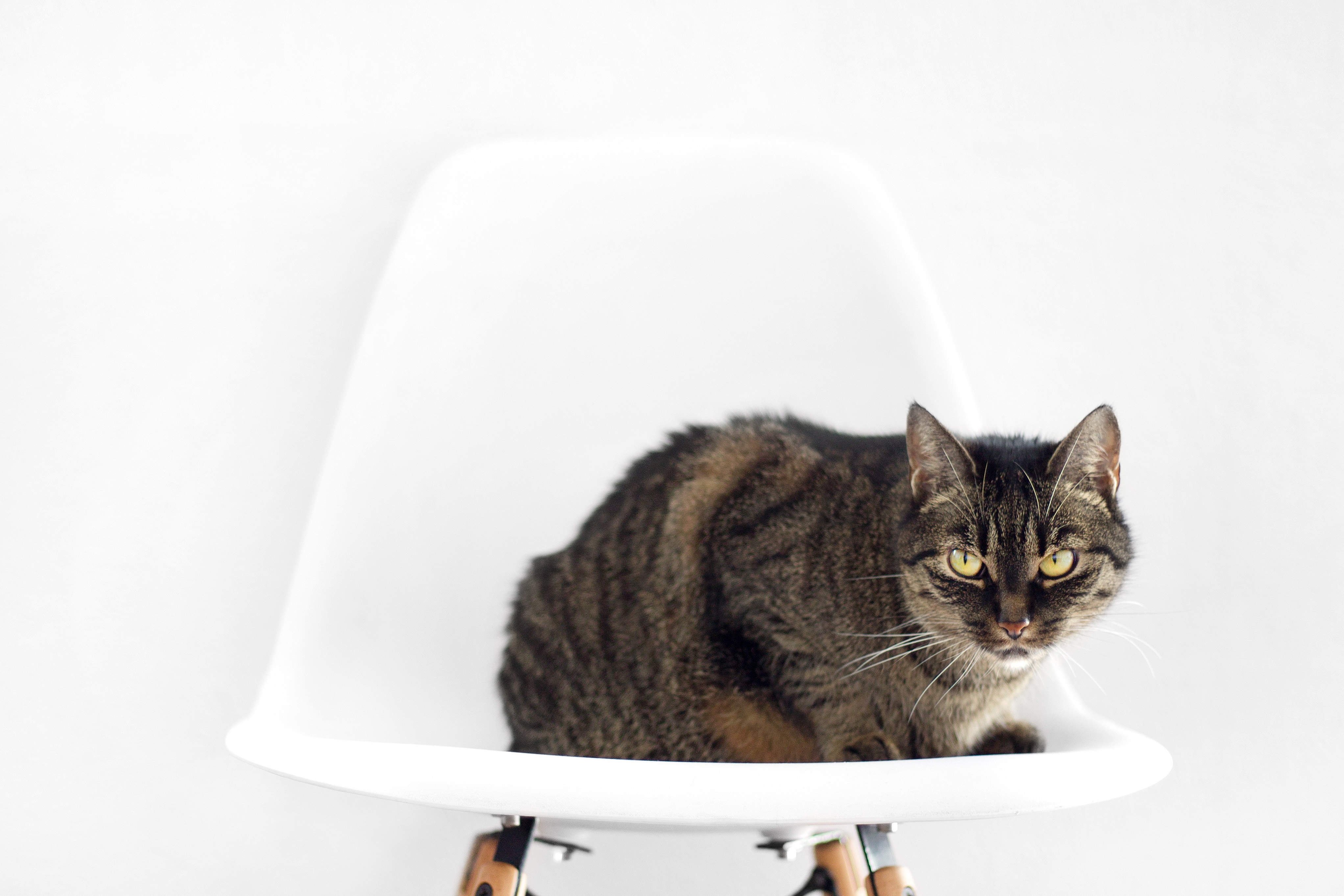 Download mobile wallpaper Chair, Striped, Sit, Animals, Cat for free.