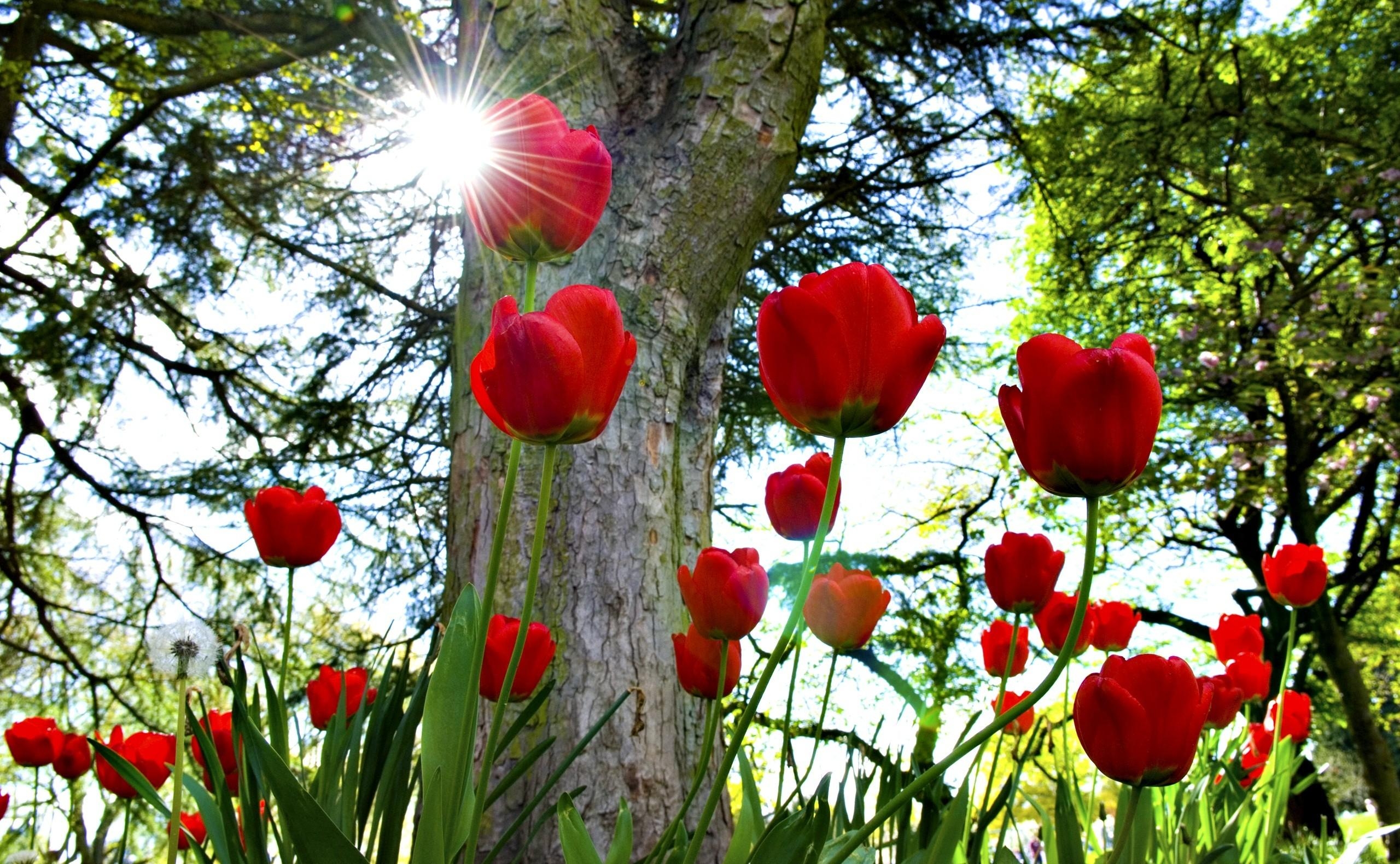 107062 descargar fondo de pantalla tulipanes, flores, árboles, sol, el parque, parque, cama de flores, parterre: protectores de pantalla e imágenes gratis