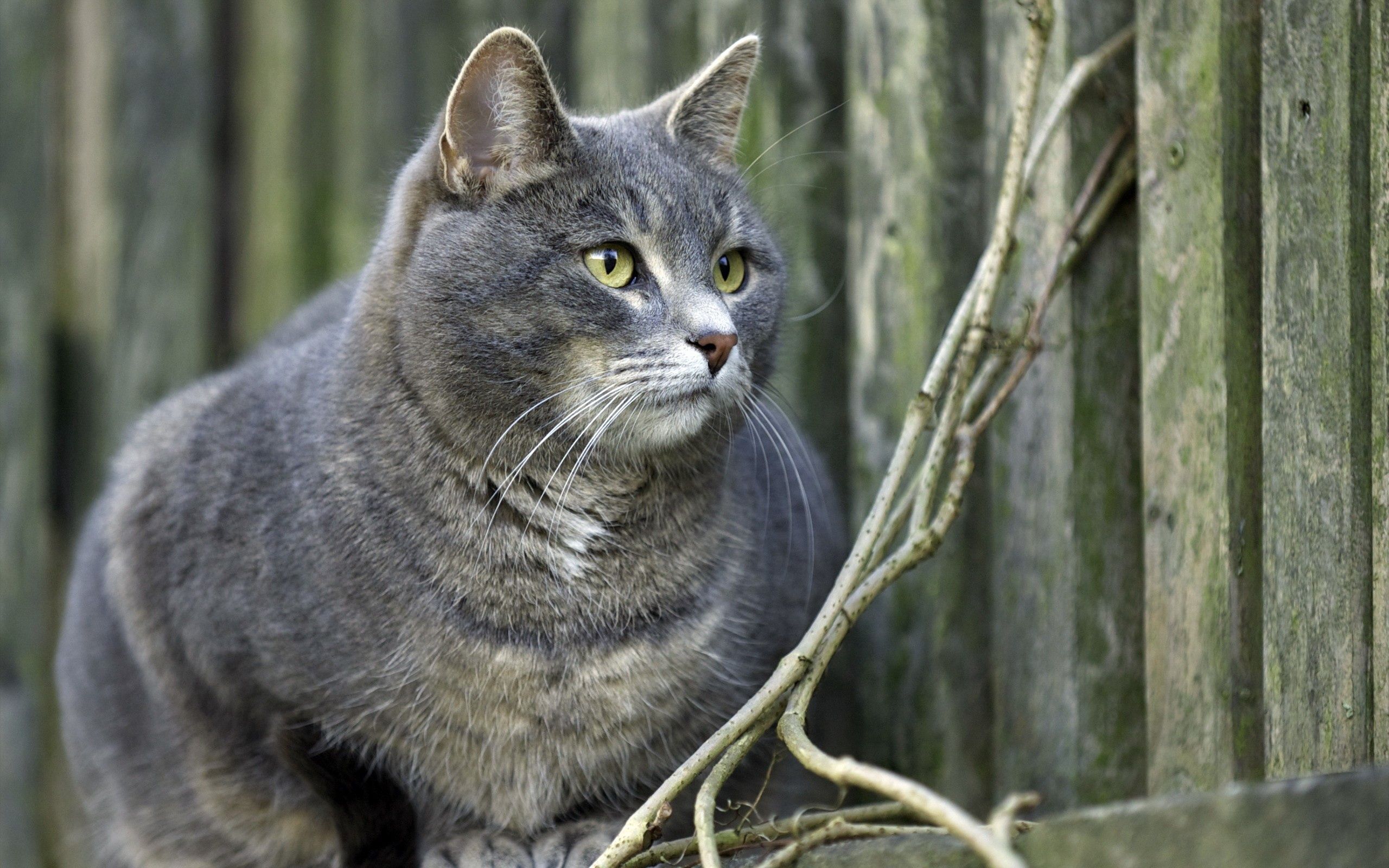 animals, sit, cat, grey, fat, thick