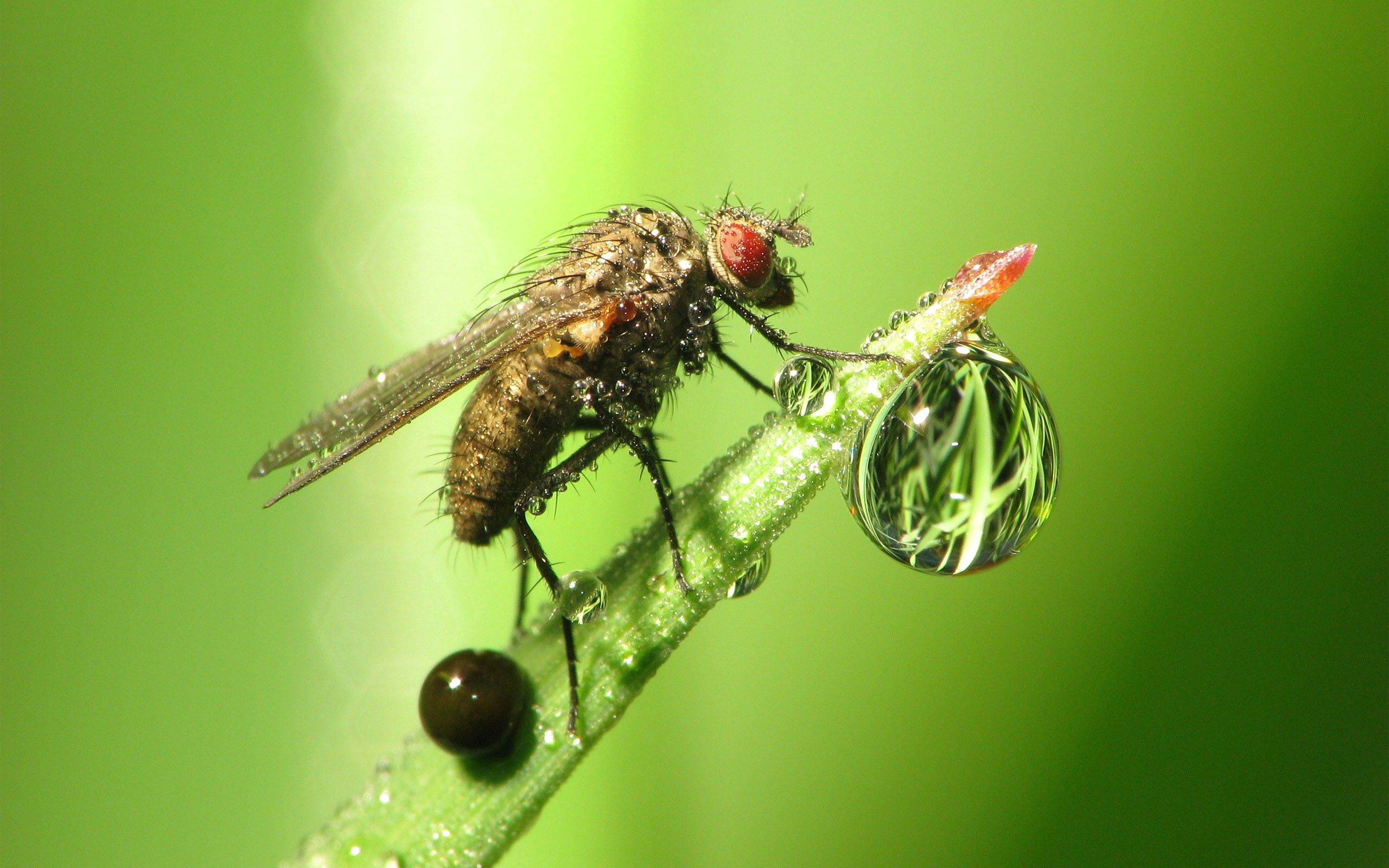 Laden Sie das Grass, Fliegen, Drop, Tau, Fliege, Makro, Insekt, Ein Tropfen-Bild kostenlos auf Ihren PC-Desktop herunter