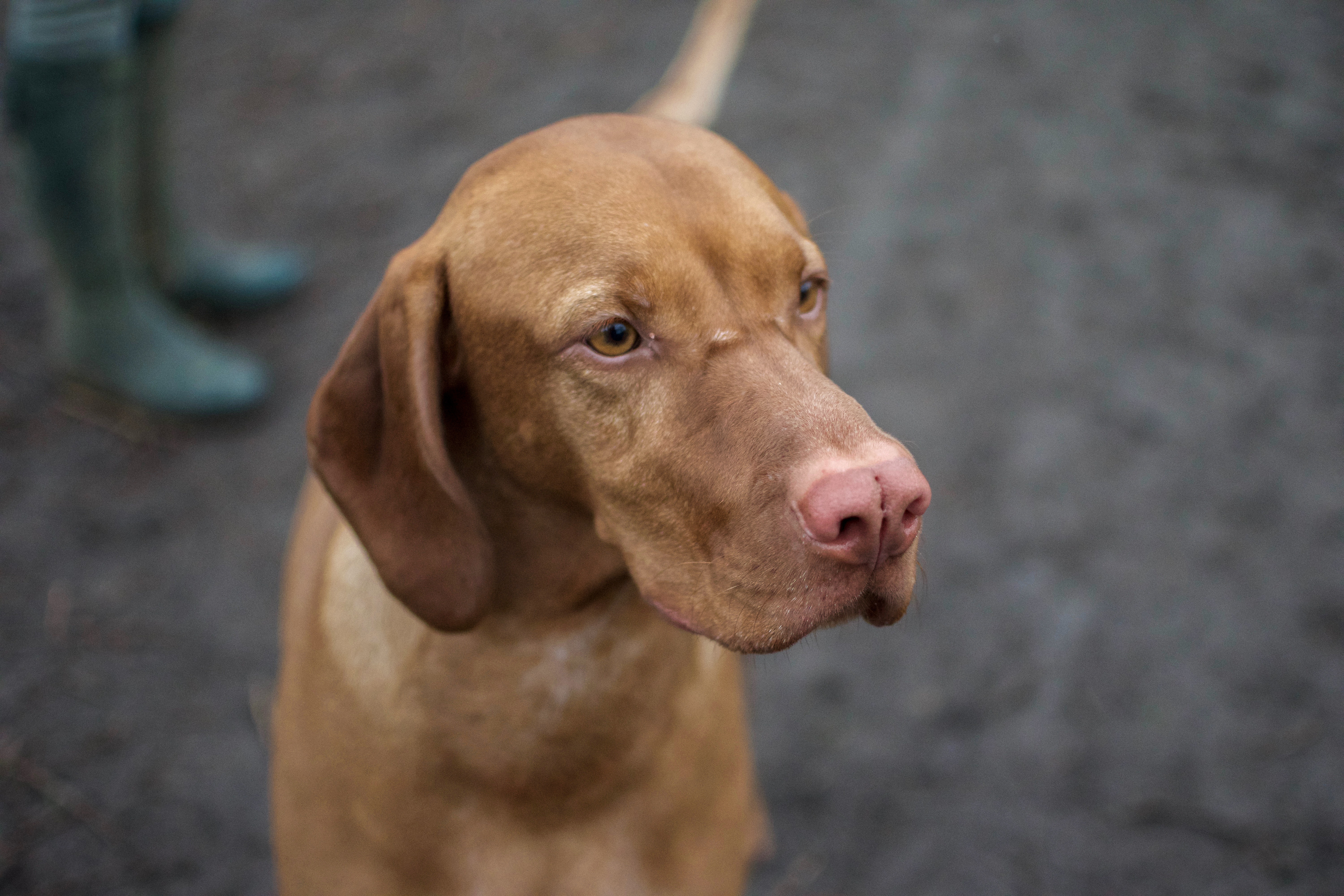 Handy-Wallpaper Hund, Schnauze, Nase, Tiere, Ohren kostenlos herunterladen.