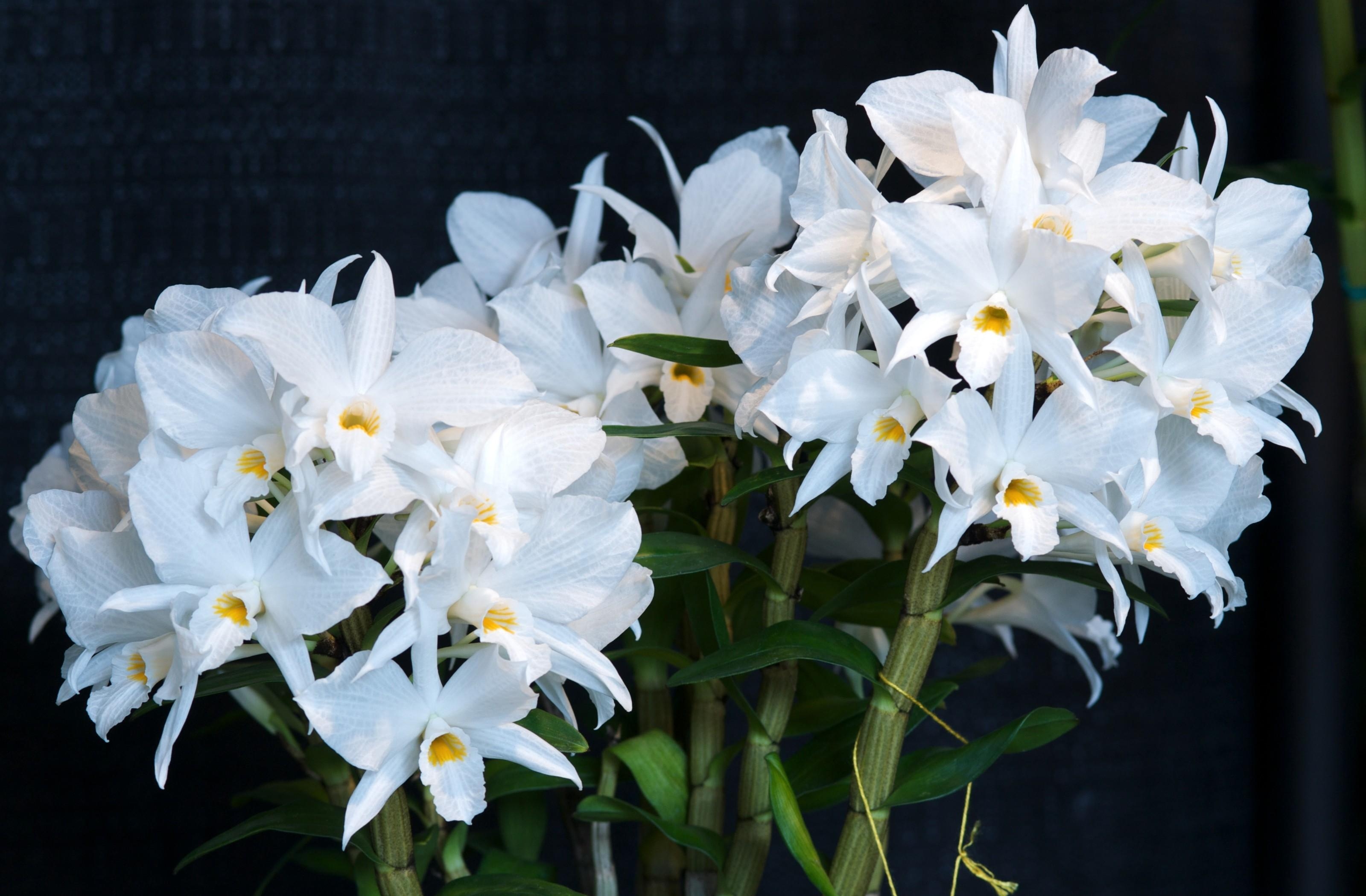 Handy-Wallpaper Blumen, Schneewittchen, Stammt, Vorbauten, Orchid, Blume, Orchidee, Schneeweiß, Hintergrund kostenlos herunterladen.