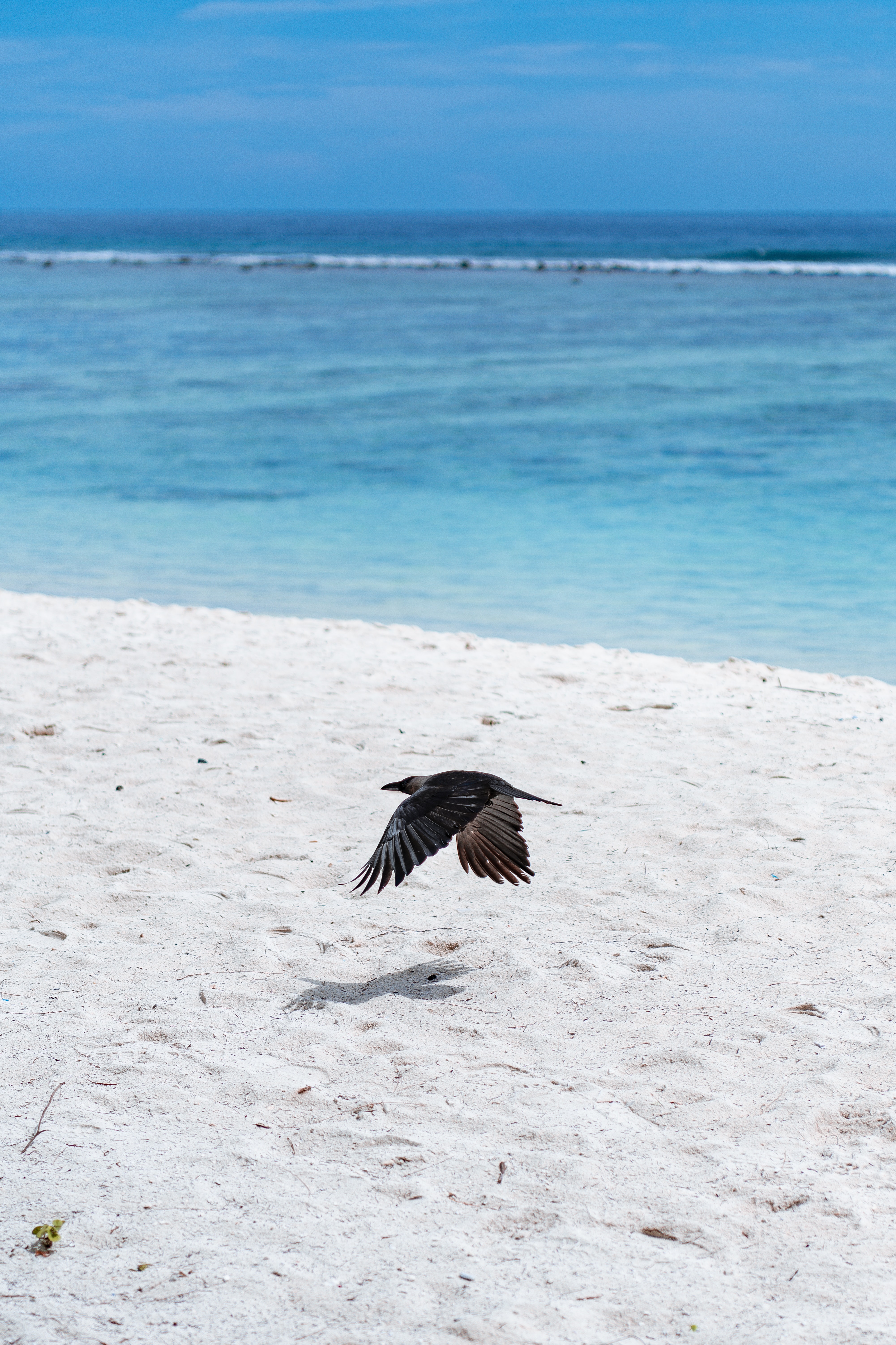 Laden Sie das Sand, Flug, Flügel, Tiere, Vogel, Strand-Bild kostenlos auf Ihren PC-Desktop herunter