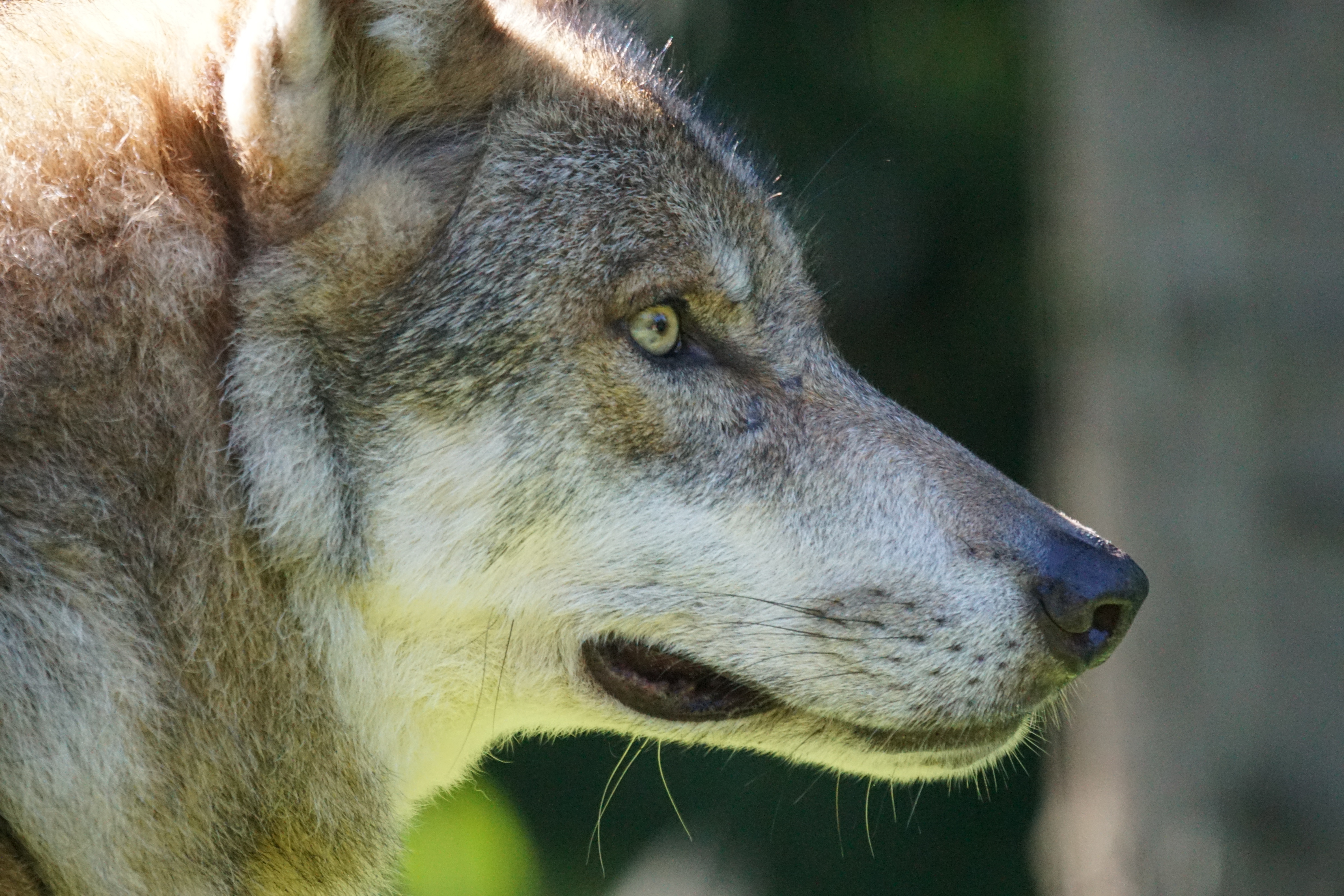 Laden Sie das Wild, Schnauze, Sicht, Meinung, Predator, Raubtier, Tiere, Wolf-Bild kostenlos auf Ihren PC-Desktop herunter