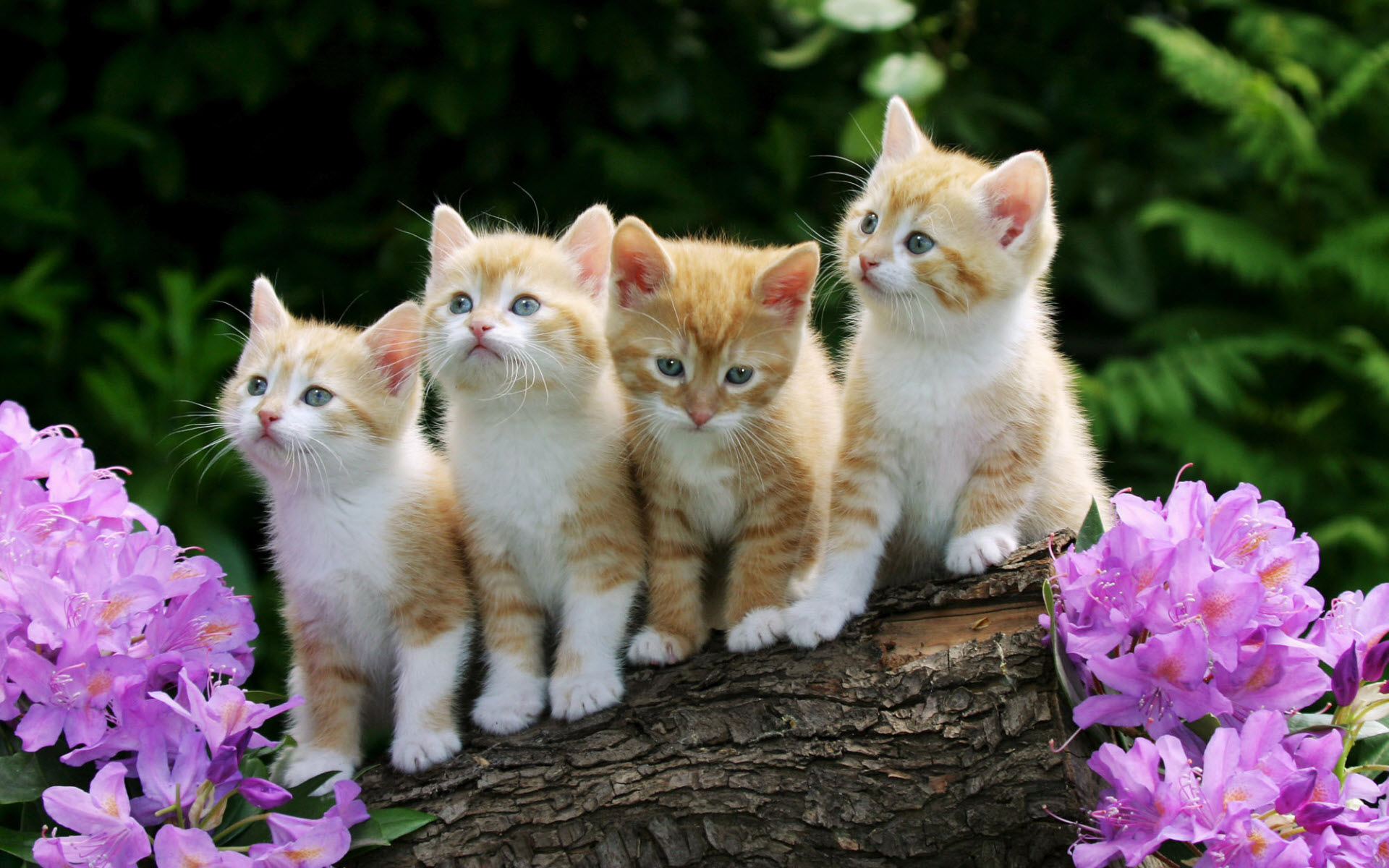 262279壁紙のダウンロード春, ネコ, 猫, 動物, 赤ちゃん動物, 可愛い, 子猫-スクリーンセーバーと写真を無料で