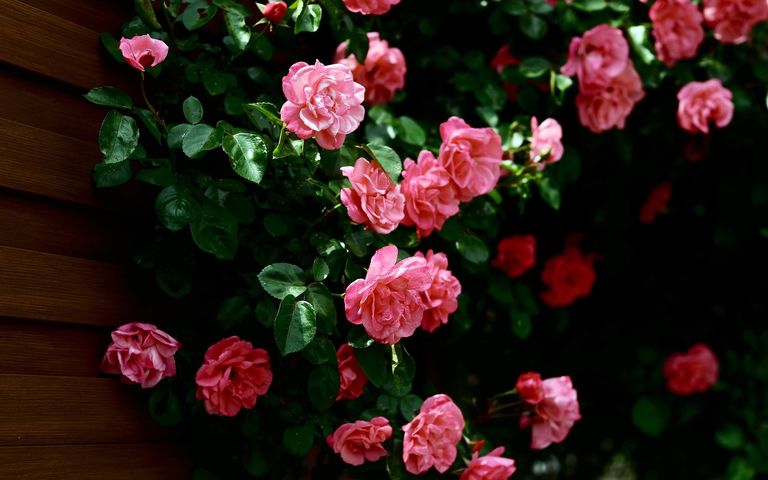 earth, rose bush, flower, leaf, pink flower, rose, flowers Free Stock Photo