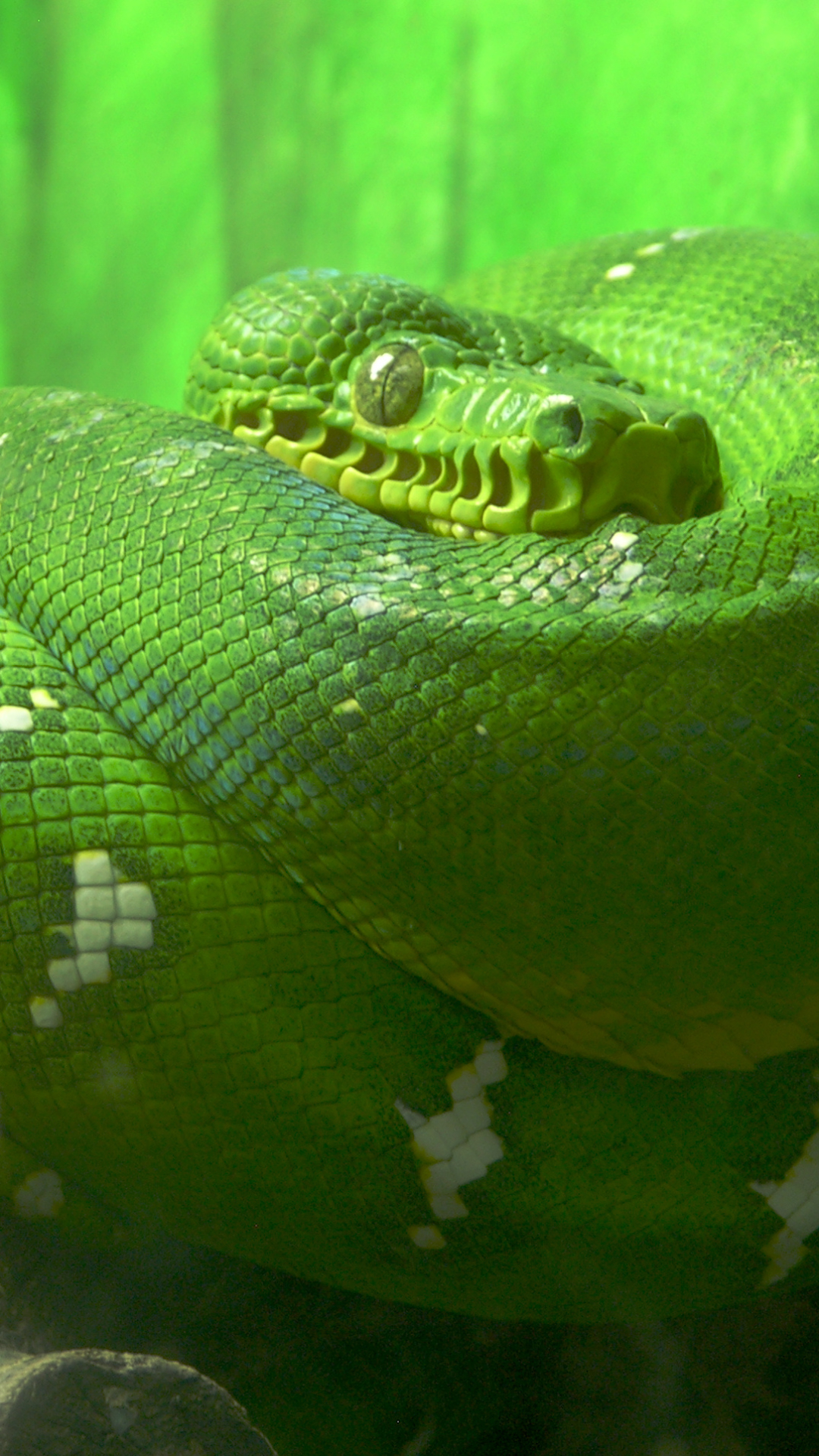 animal, emerald tree boa, snake, reptile lock screen backgrounds