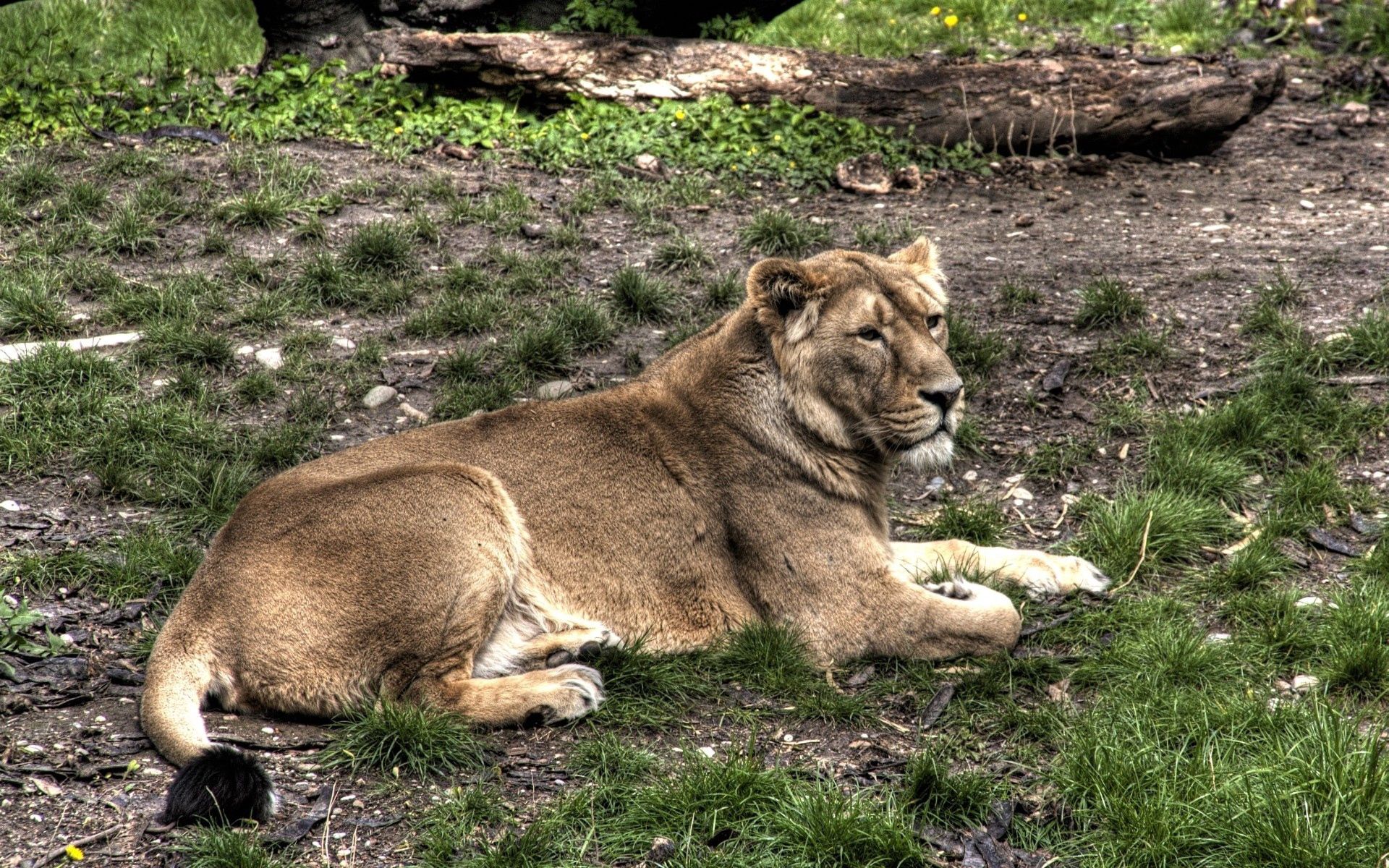 PCデスクトップに動物, 草, 嘘, 横になります, 重要, 大事な, ライオン画像を無料でダウンロード