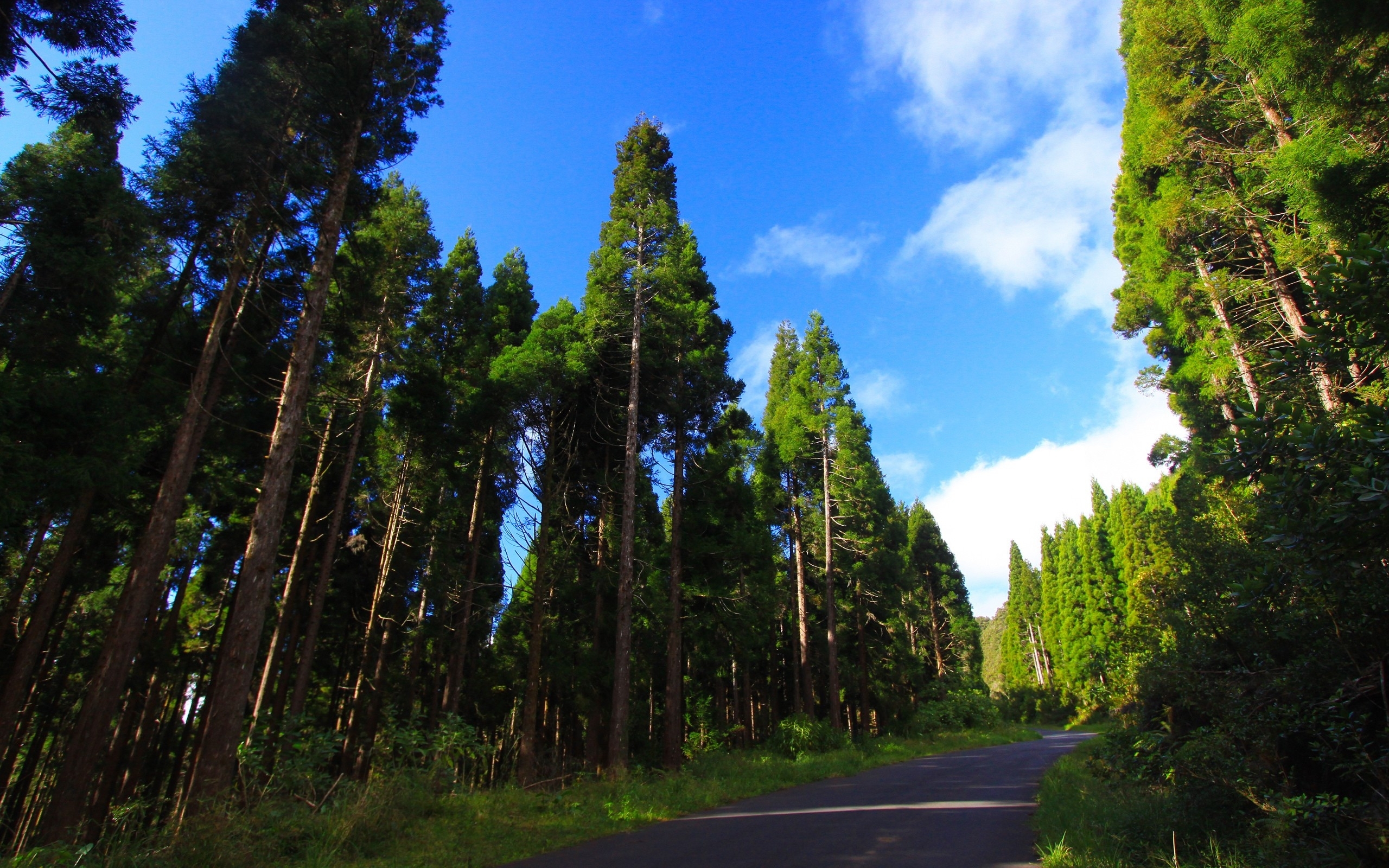 Cool Wallpapers landscape, trees, roads