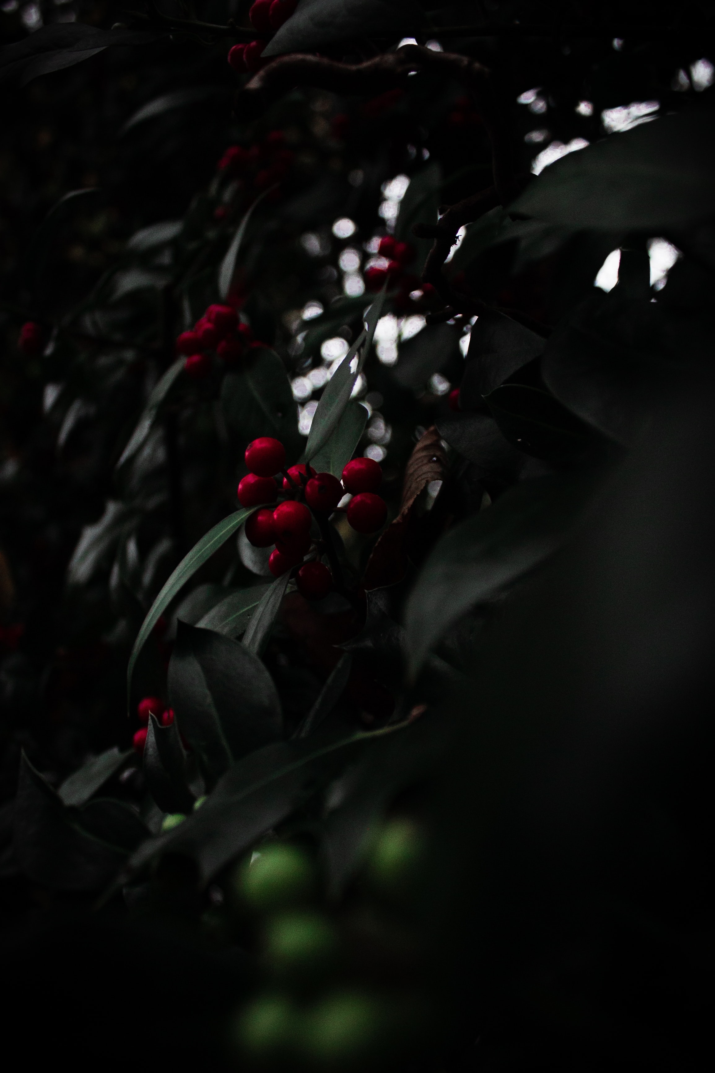 134068 Hintergrundbild herunterladen berries, rot, pflanze, makro, ast, zweig, eberesche, rowan - Bildschirmschoner und Bilder kostenlos