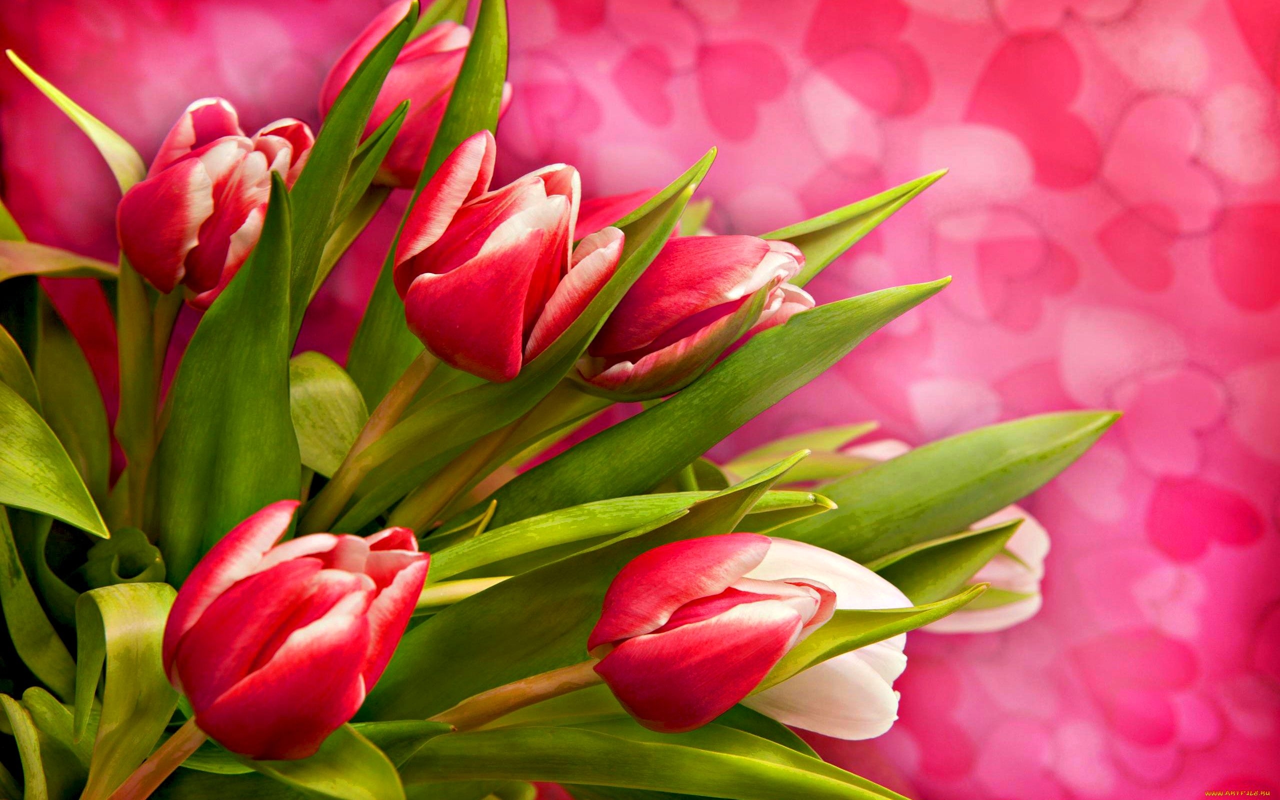 43404 Bildschirmschoner und Hintergrundbilder Tulpen auf Ihrem Telefon. Laden Sie  Bilder kostenlos herunter