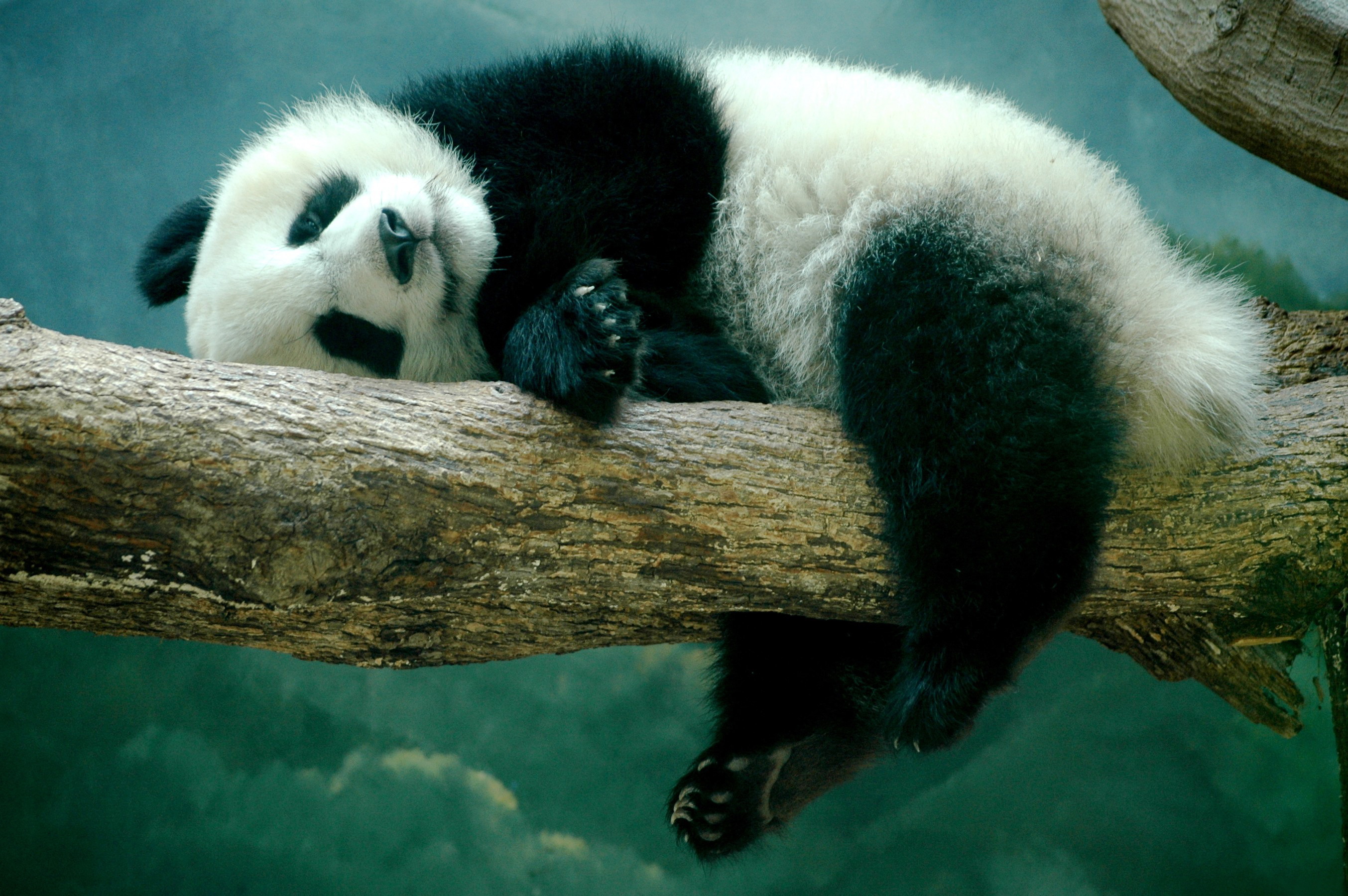 681901 descargar fondo de pantalla animales, panda, rama, lindo, dormido: protectores de pantalla e imágenes gratis