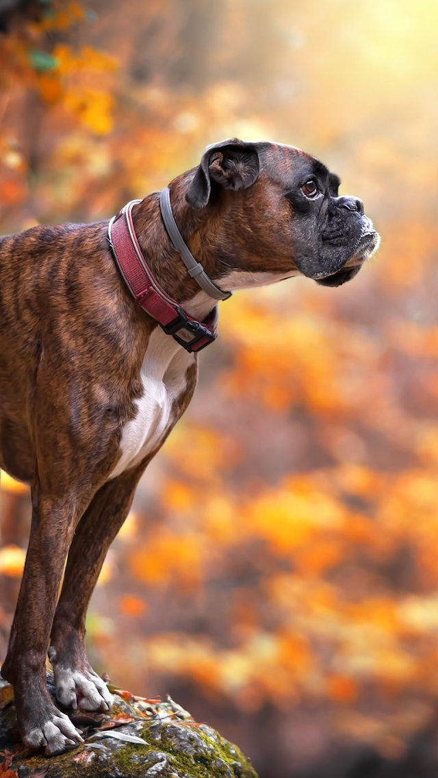 vertical wallpaper animal, boxer, boxer (dog), dog, dogs