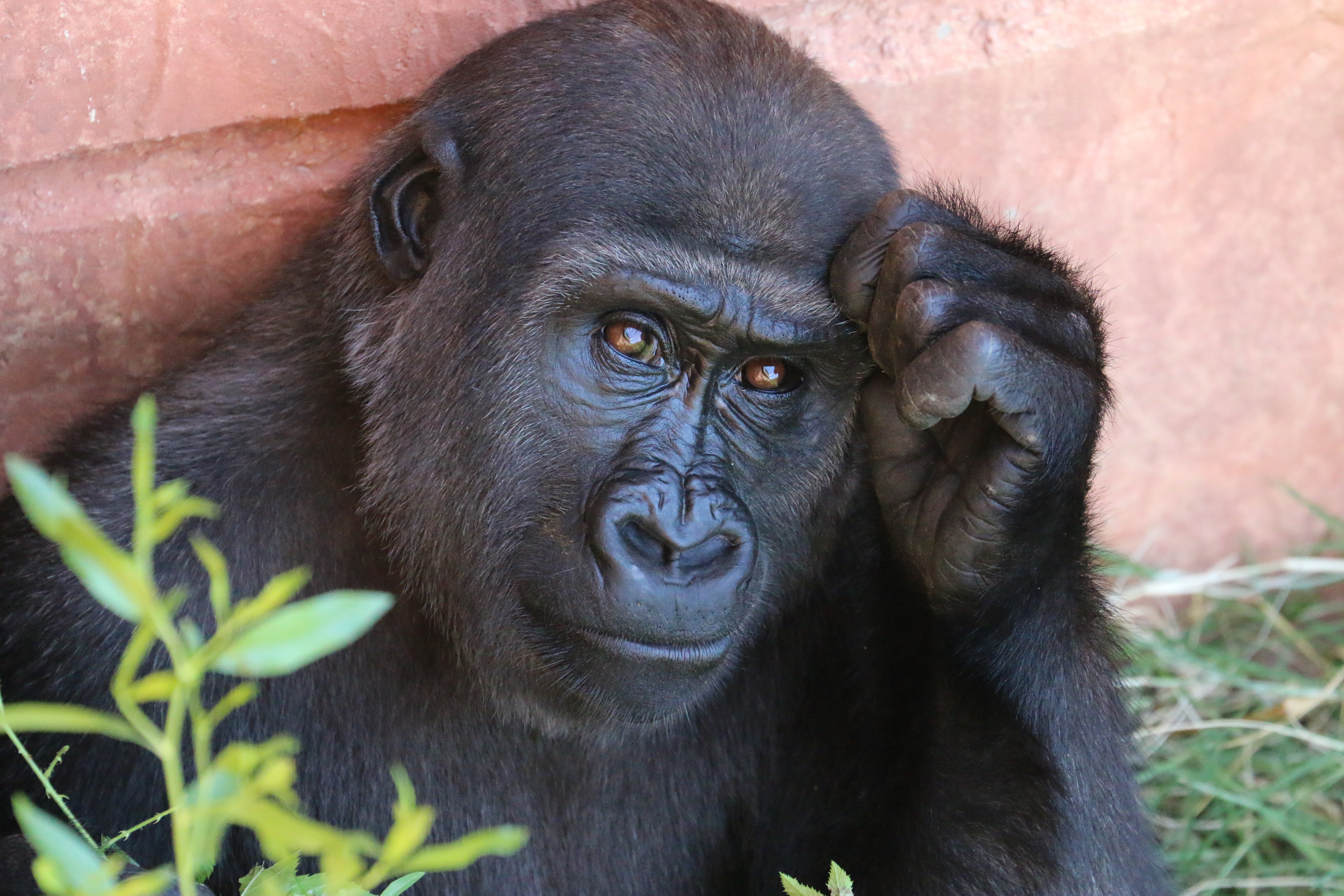 88586 скачать обои горилла, обезьяна, примат, животные - заставки и картинки бесплатно