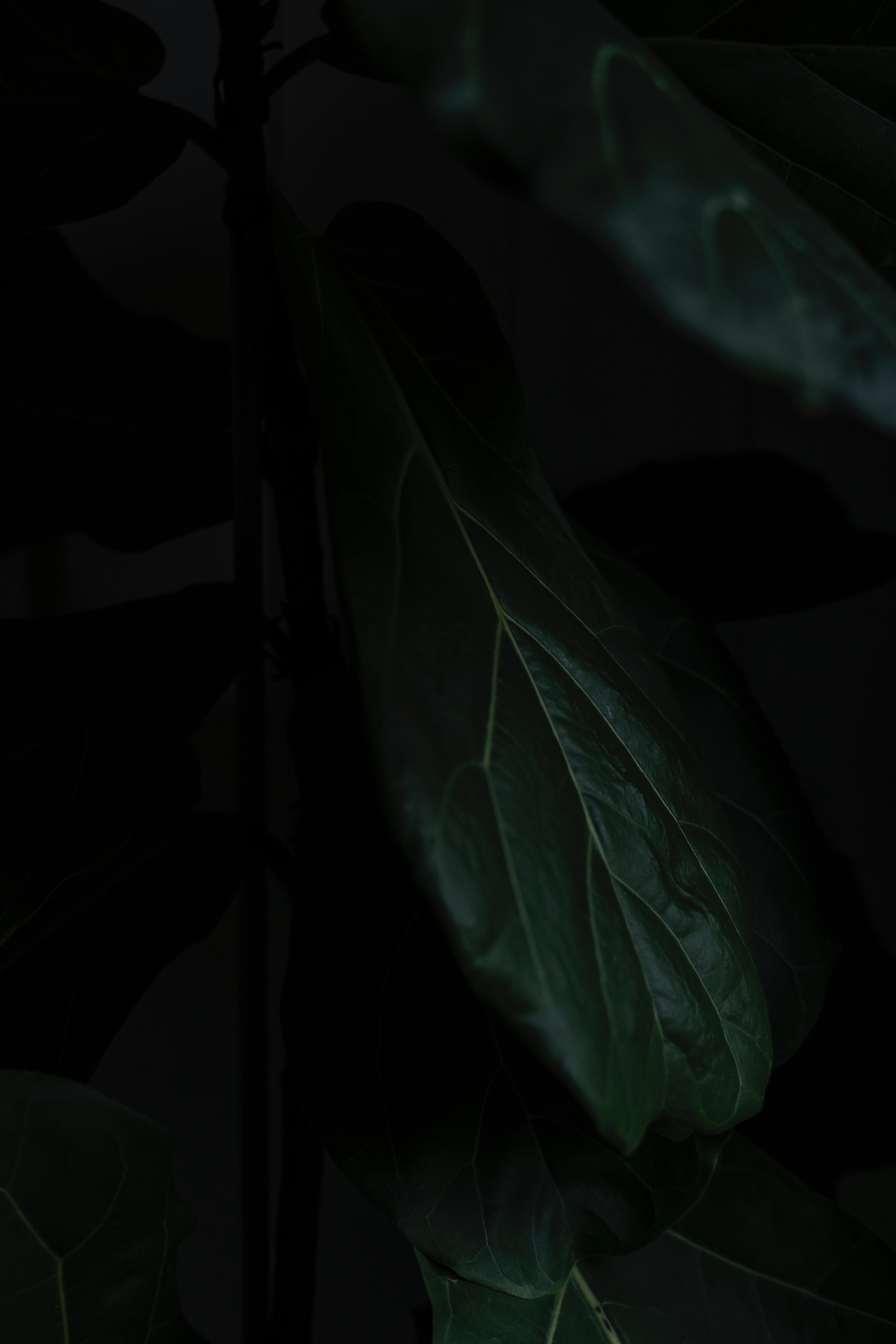 Листья зеленые в темноте