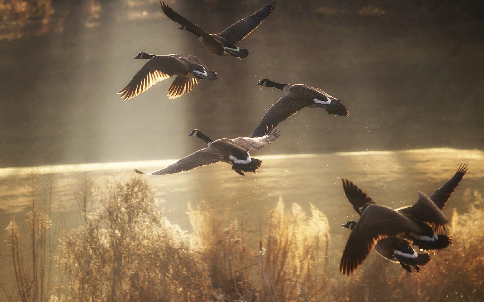 Descarga gratis la imagen Naturaleza, Vuelo, Birds, Ducks, Animales en el escritorio de tu PC