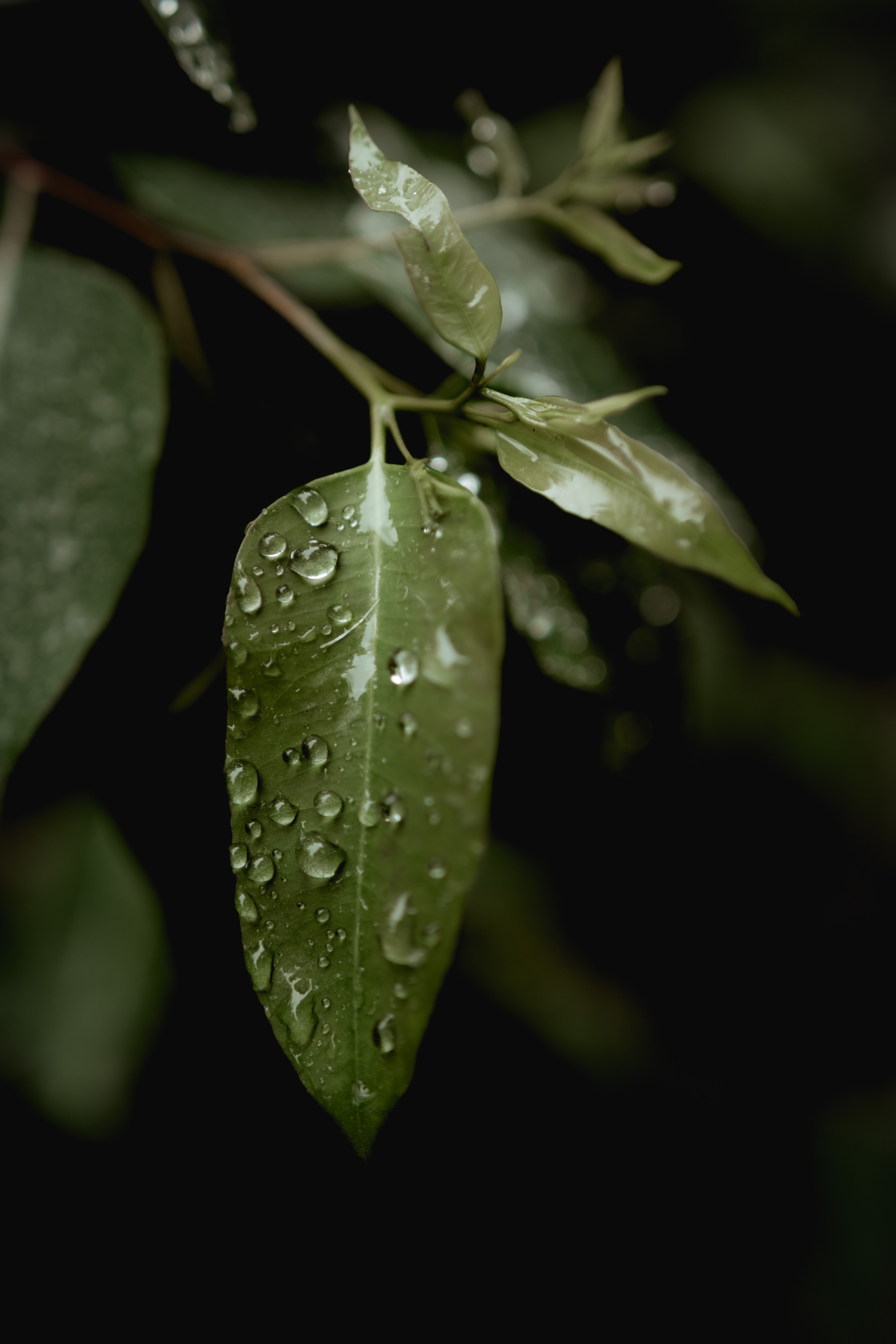 51966 descargar fondo de pantalla lluvia, naturaleza, hojas, drops, macro: protectores de pantalla e imágenes gratis