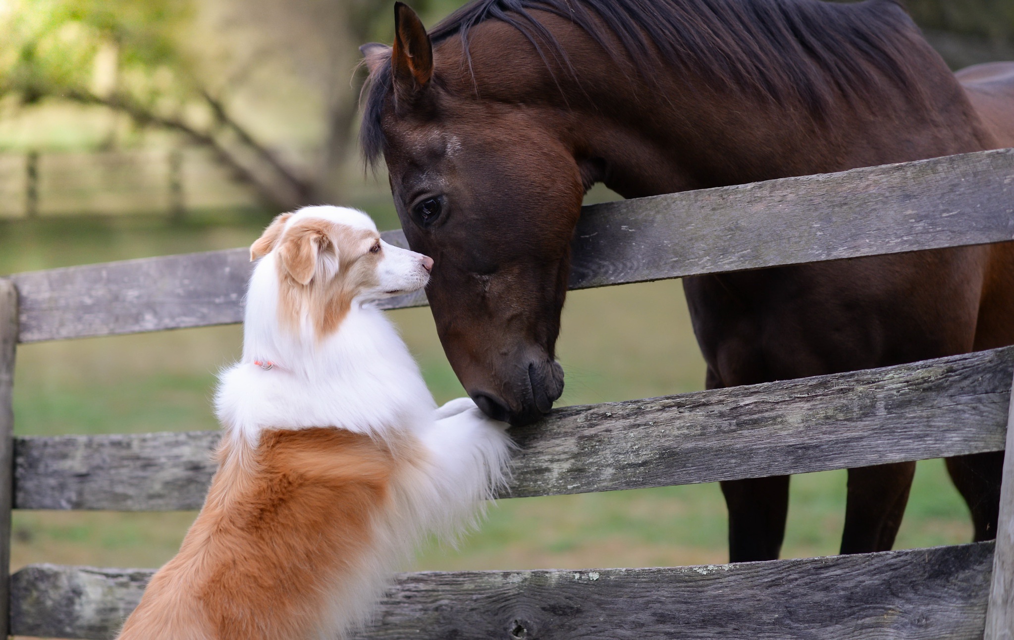 Лошади дружат