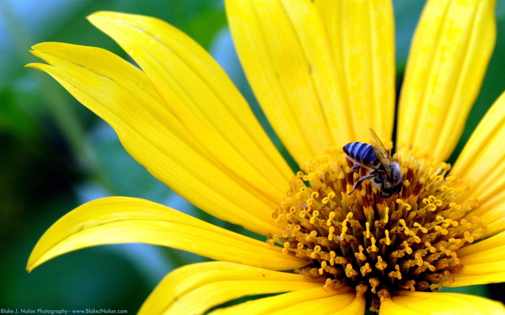 plants, flowers, insects, bees, yellow