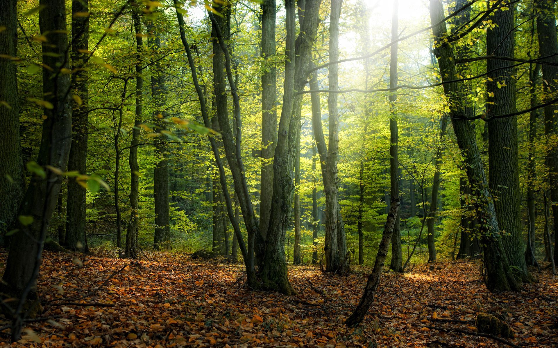 Handy-Wallpaper Wald, Natur, Bäume, Herbst kostenlos herunterladen.