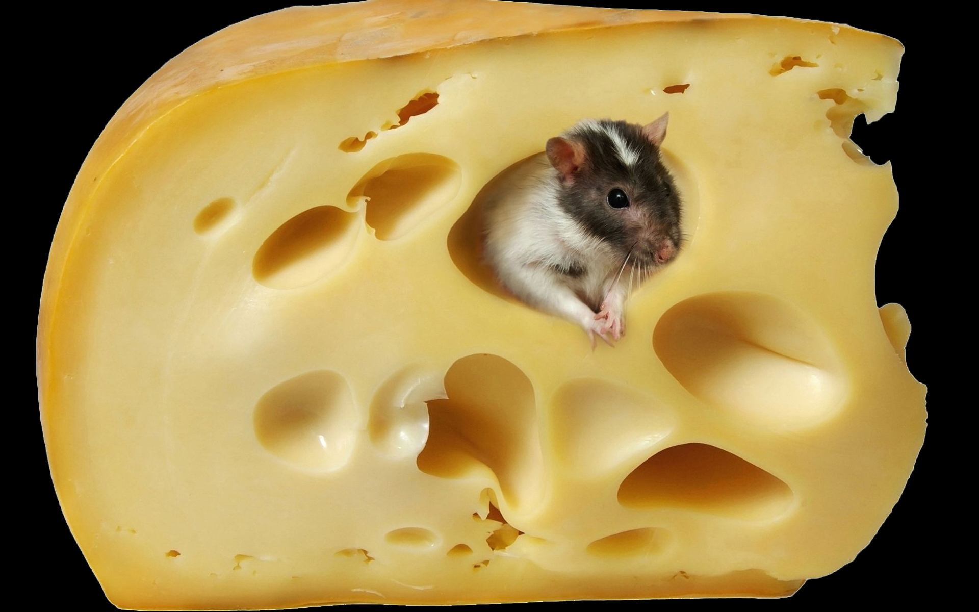 food, cheese